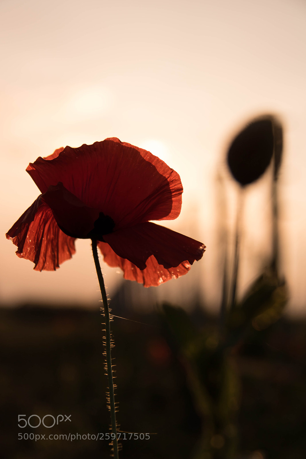 Canon EOS 750D (EOS Rebel T6i / EOS Kiss X8i) sample photo. Wild flower photography