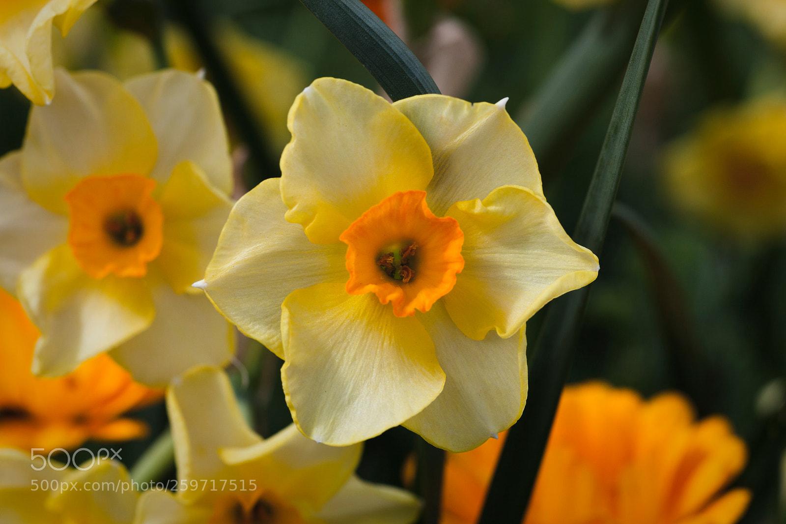 Canon EOS 5D Mark II sample photo. Image photography