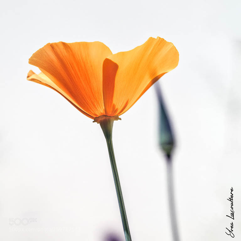 Nikon D500 sample photo. Orange poppy photography
