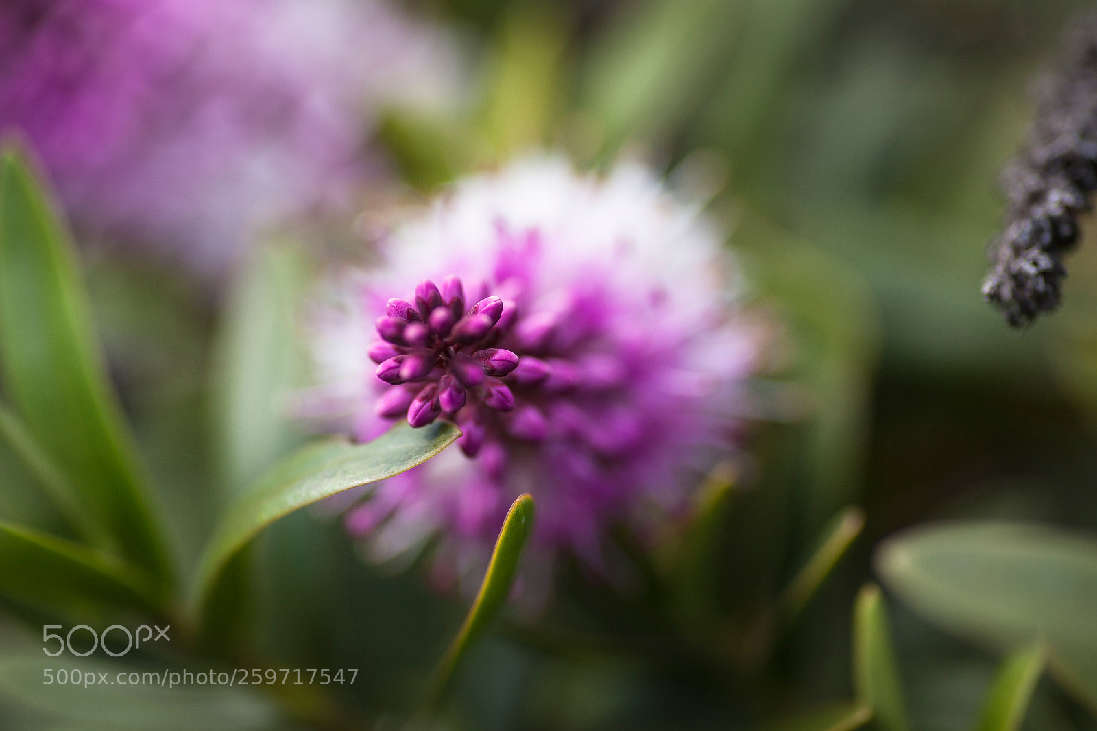 Canon EOS 5D Mark II sample photo. Image photography