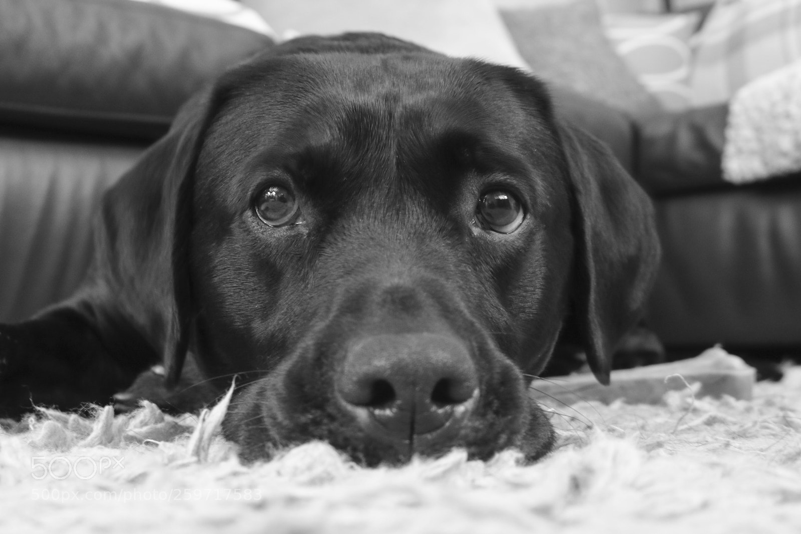 Canon EOS 750D (EOS Rebel T6i / EOS Kiss X8i) sample photo. Cooper photography