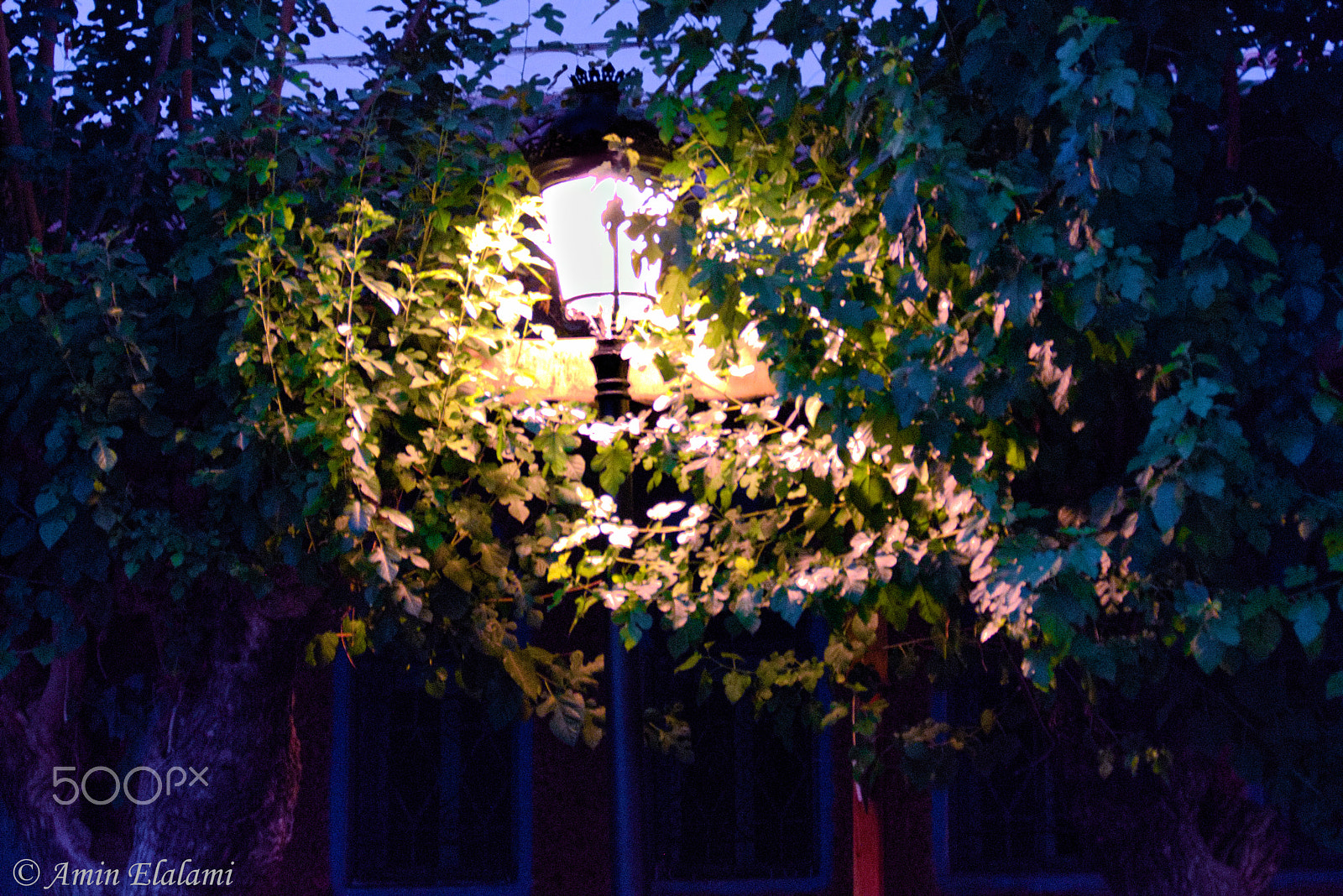 Leica V-Lux (Typ 114) sample photo. Give light photography