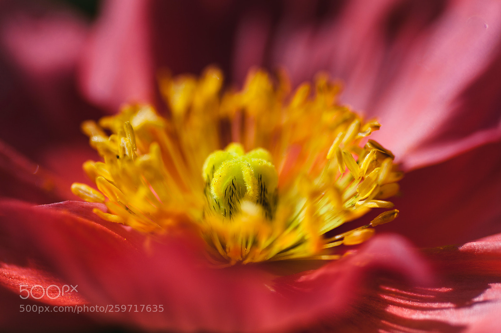 Canon EOS 5D Mark II sample photo. Image photography