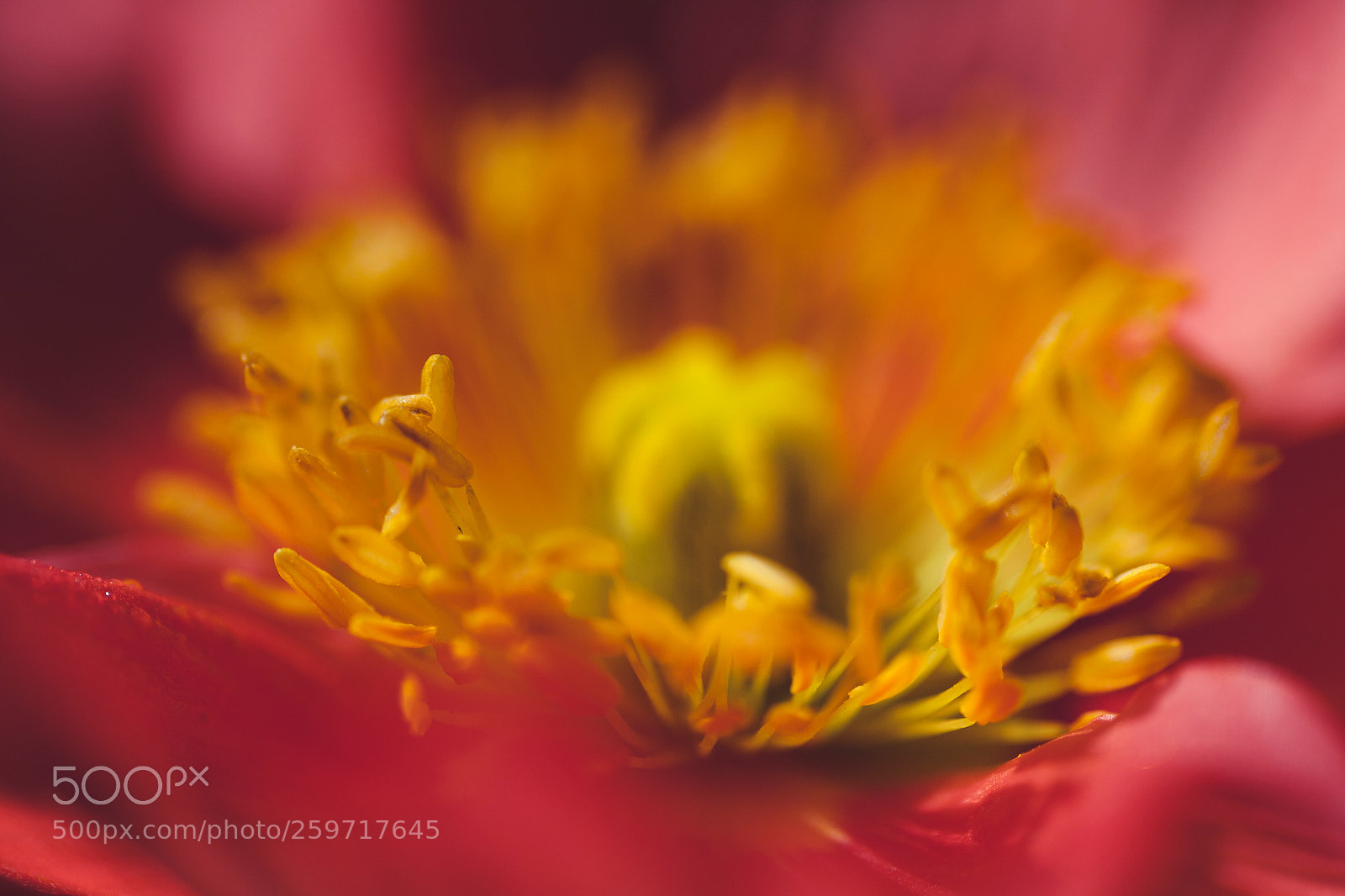 Canon EOS 5D Mark II sample photo. Image photography
