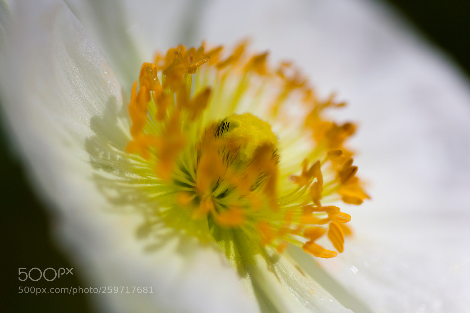 Canon EOS 5D Mark II sample photo. Image photography
