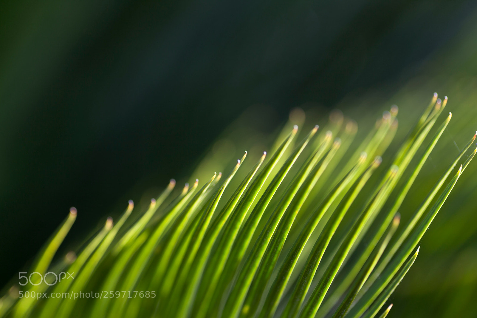 Canon EOS 5D Mark II sample photo. Image photography