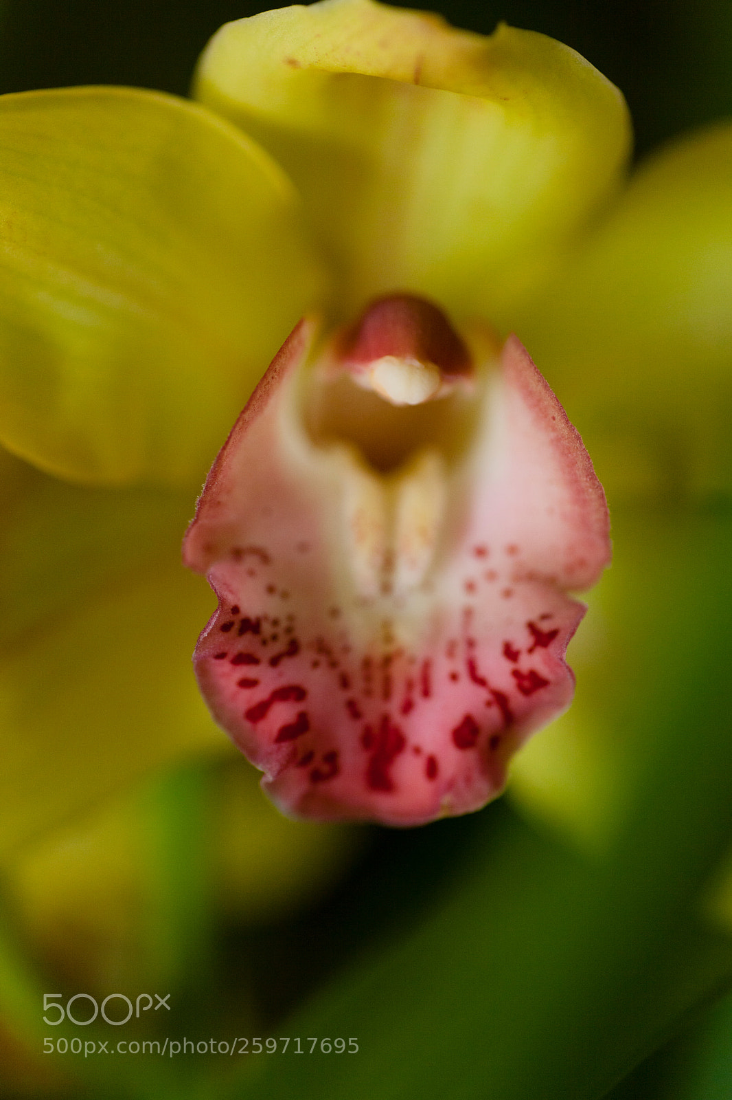 Canon EOS 5D Mark II sample photo. Image photography