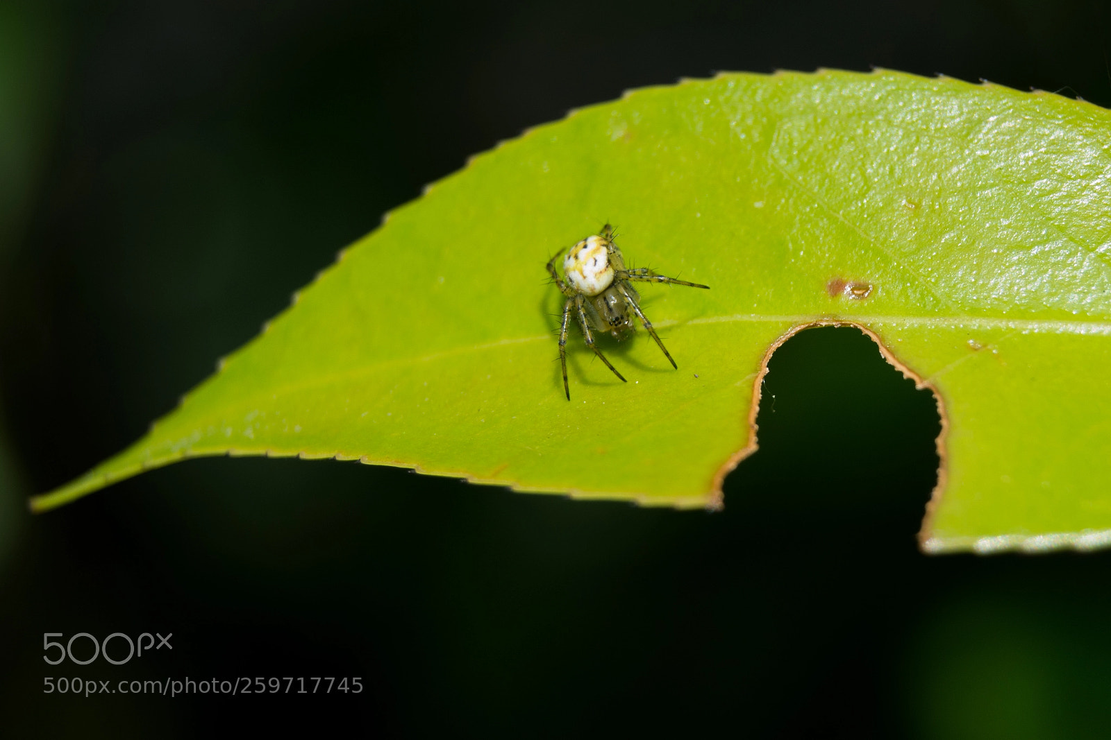 Nikon D5200 sample photo. Mangora acalypha photography