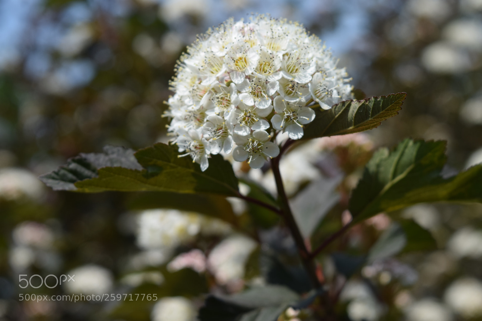 Nikon D3300 sample photo. White flower photography