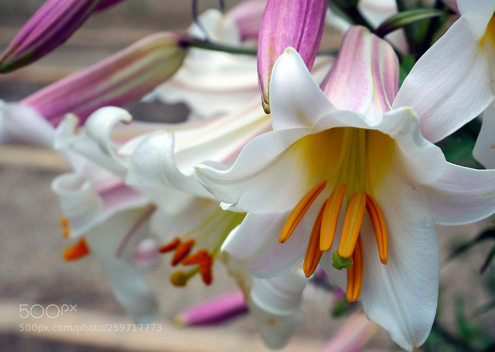 Panasonic Lumix DMC-GX85 (Lumix DMC-GX80 / Lumix DMC-GX7 Mark II) sample photo. Primavera photography