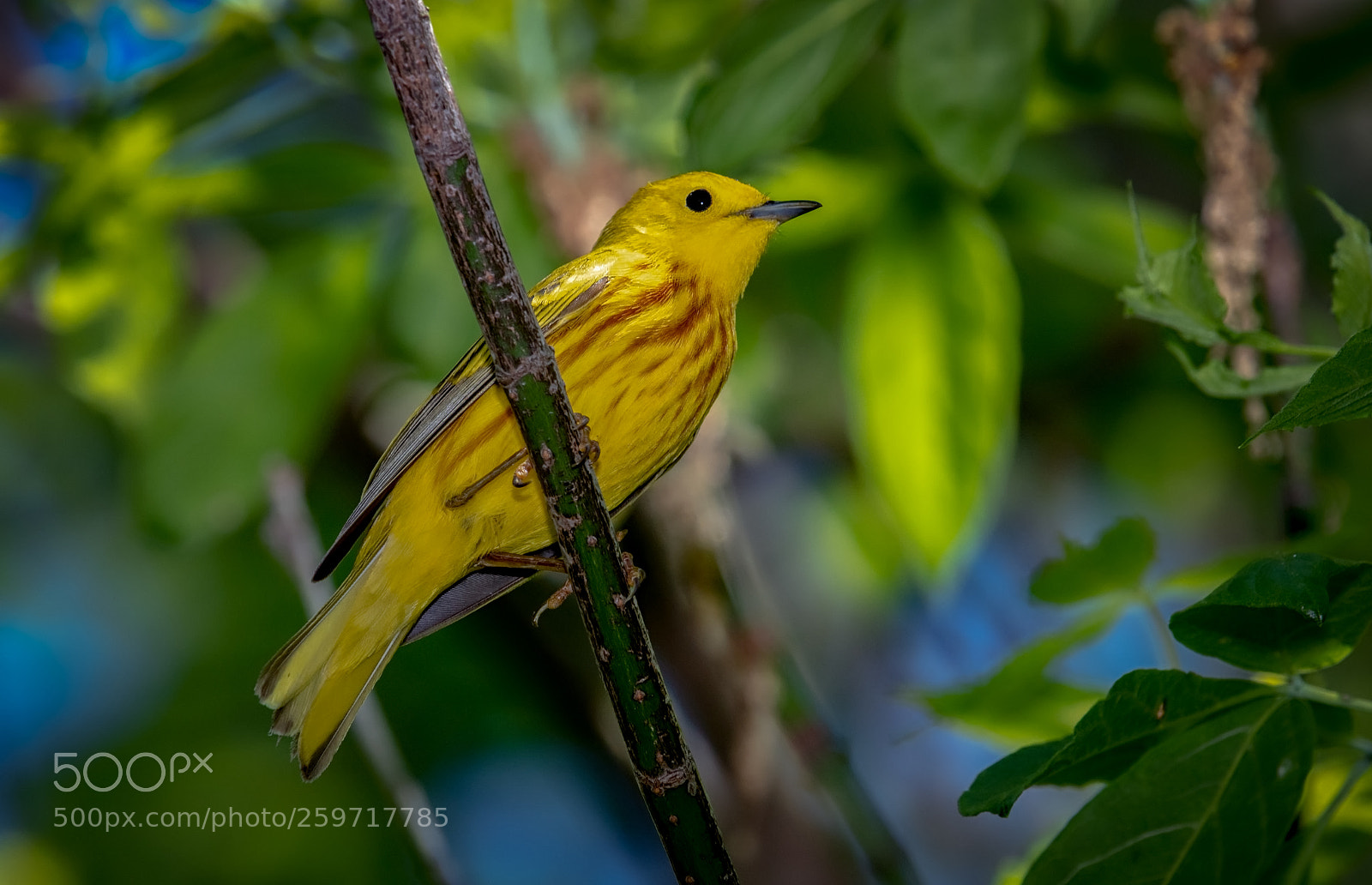 Nikon D500 sample photo. Yellow warbler photography