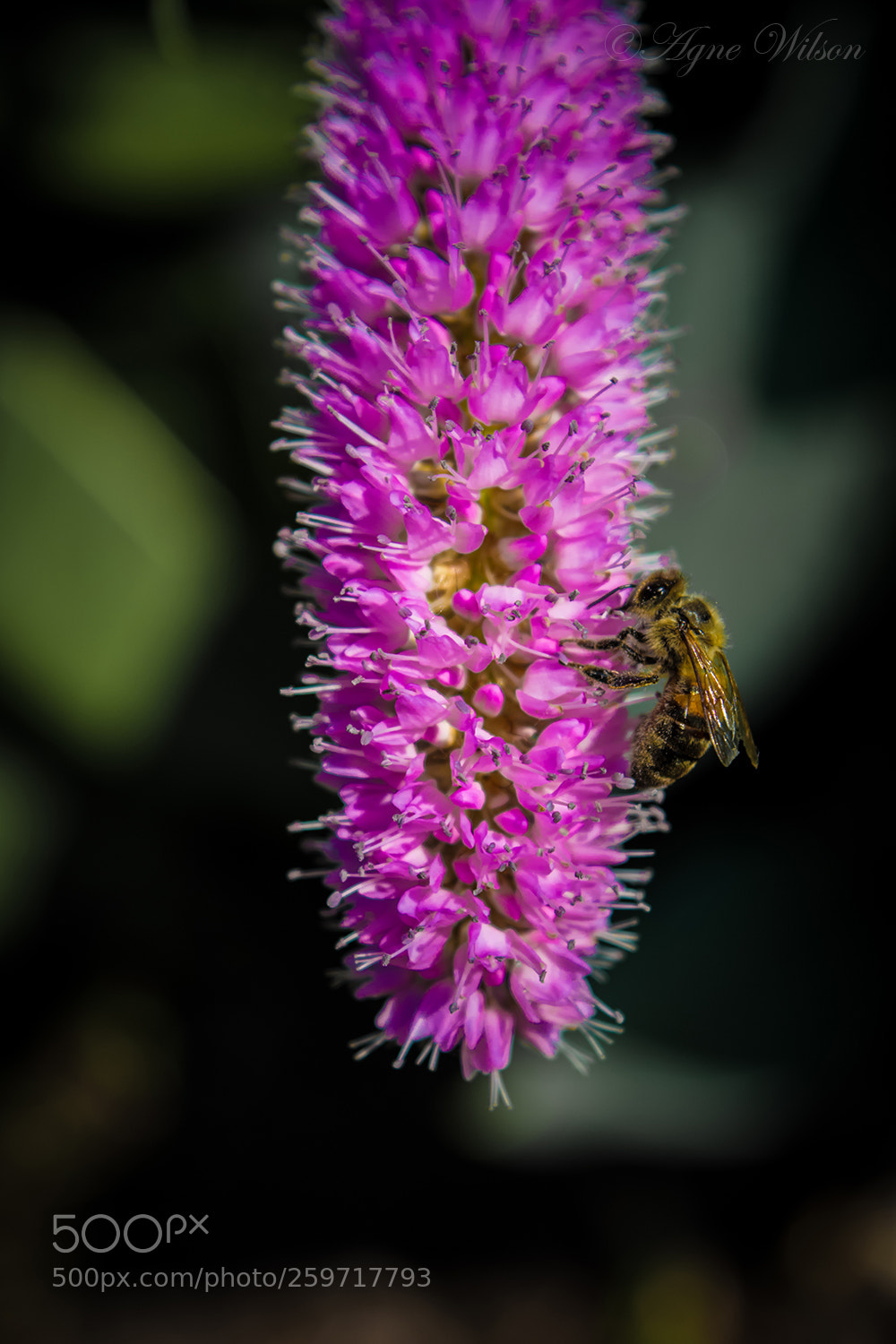 Nikon D5200 sample photo. Bee and blossoms photography