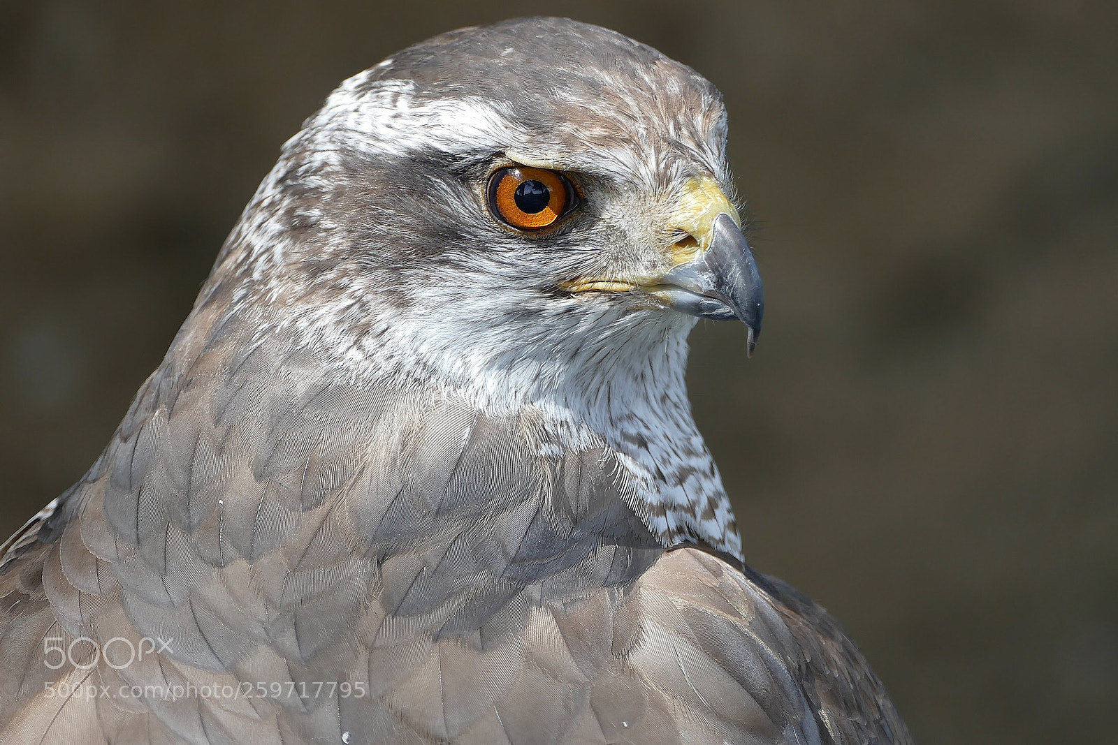 Panasonic Lumix DMC-FZ1000 sample photo. Goshawk  photography