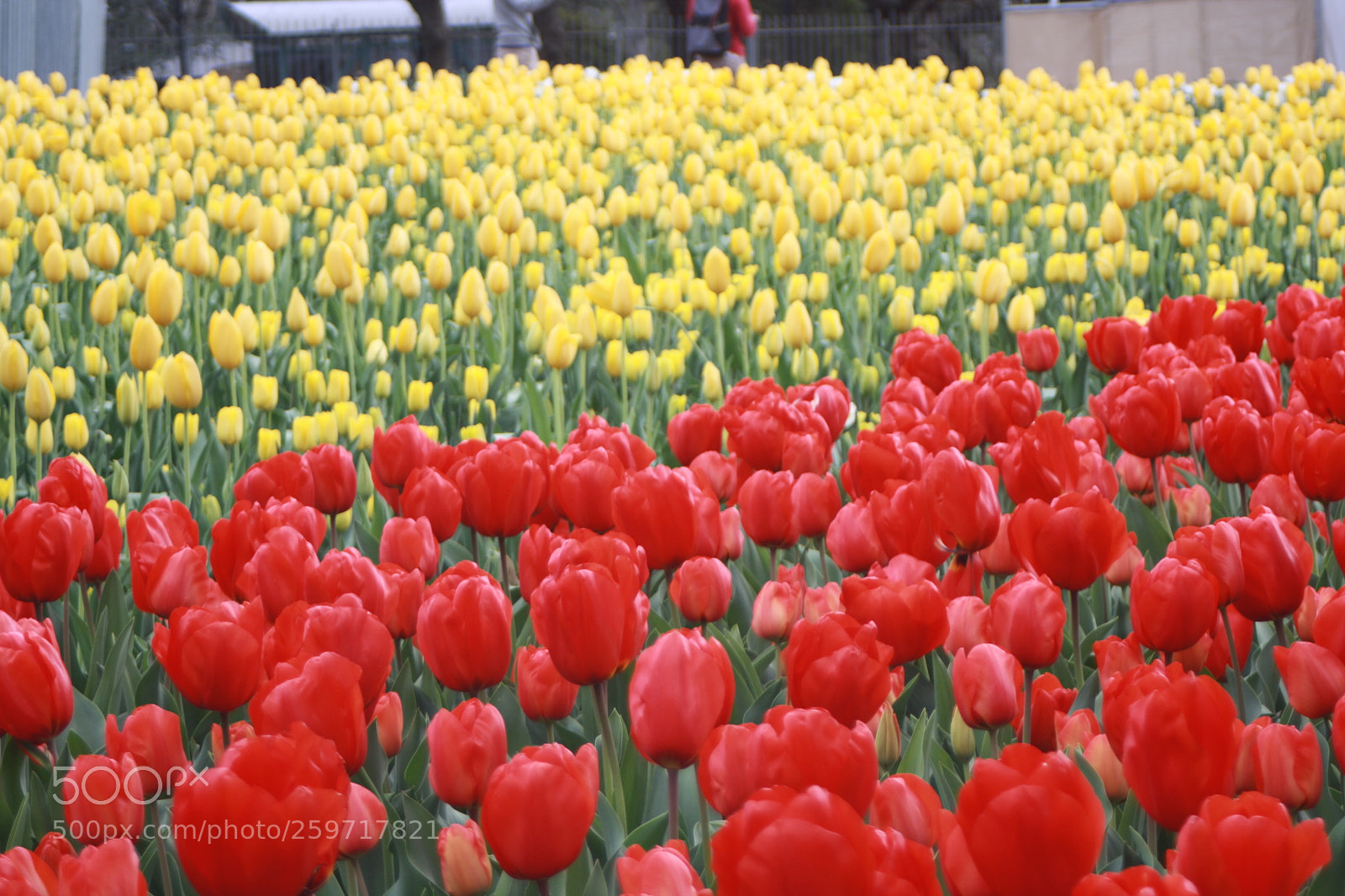 Canon EOS 1000D (EOS Digital Rebel XS / EOS Kiss F) sample photo. ?tulips  photography