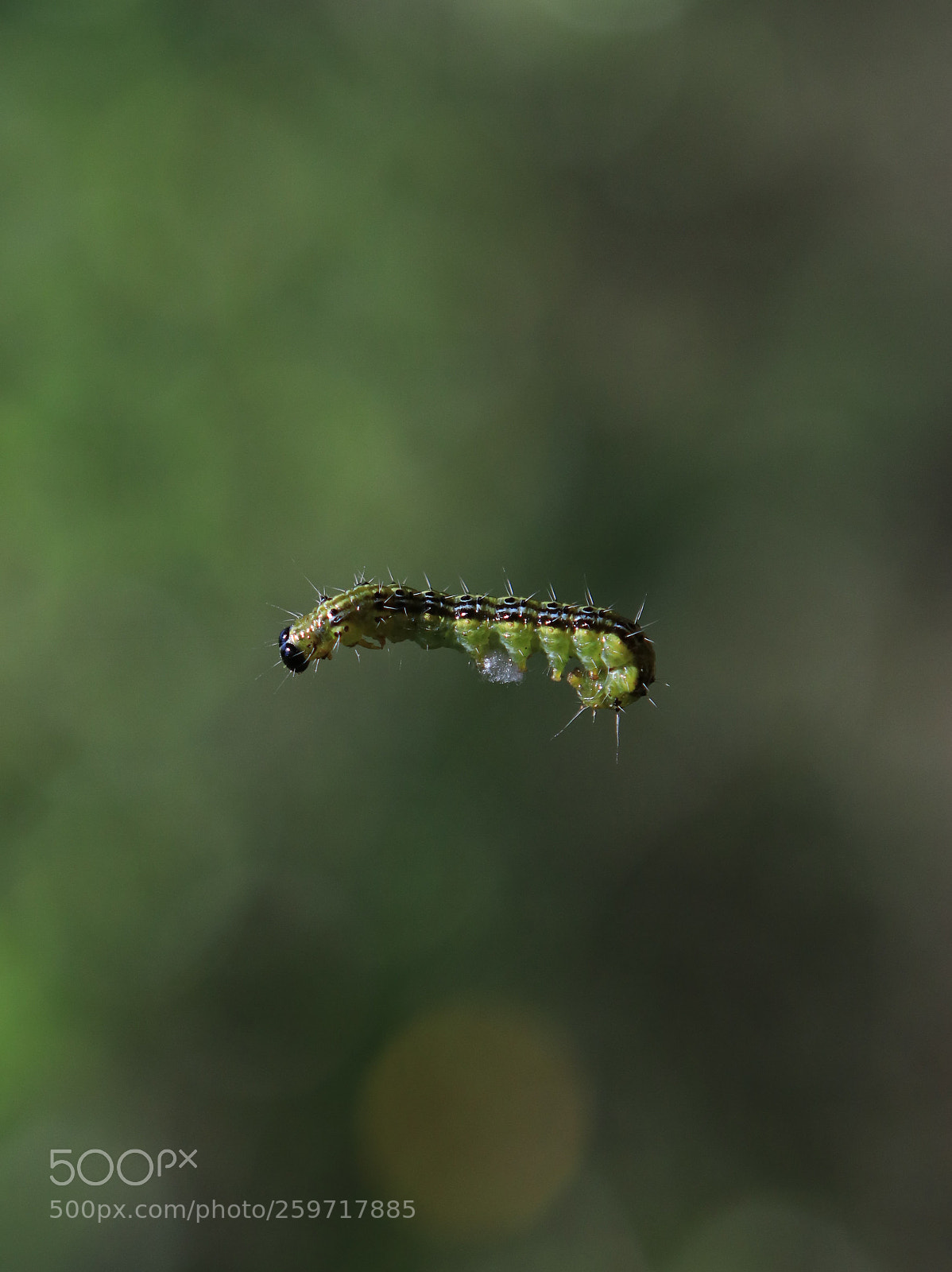Canon EOS 80D sample photo. The flying caterpillar photography