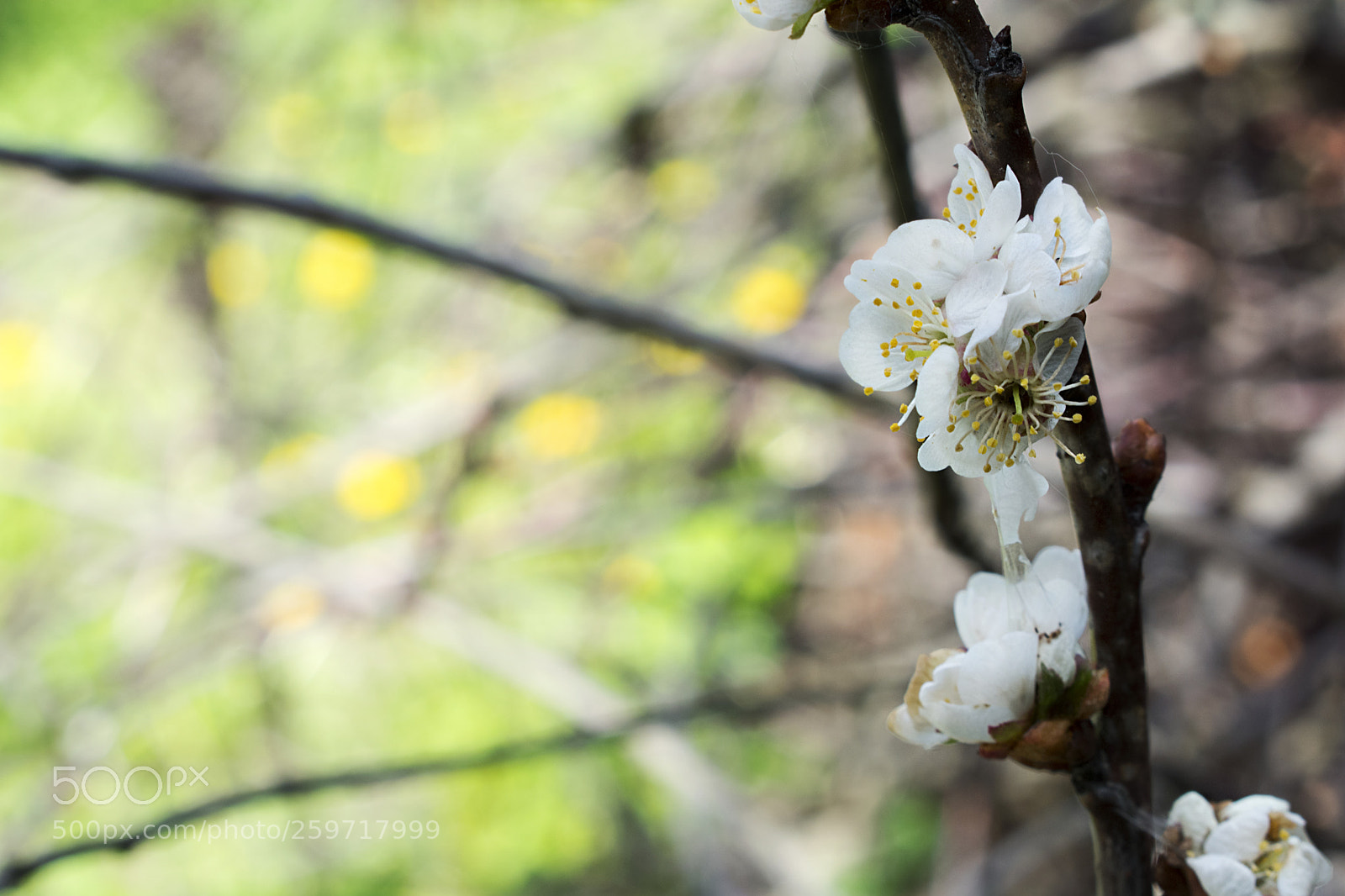 Nikon D3400 sample photo. Dsc photography