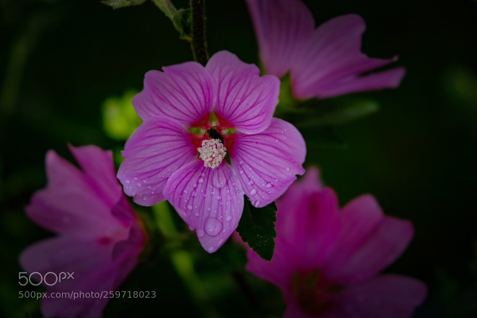 Fujifilm X-T20 sample photo. Untitled photography