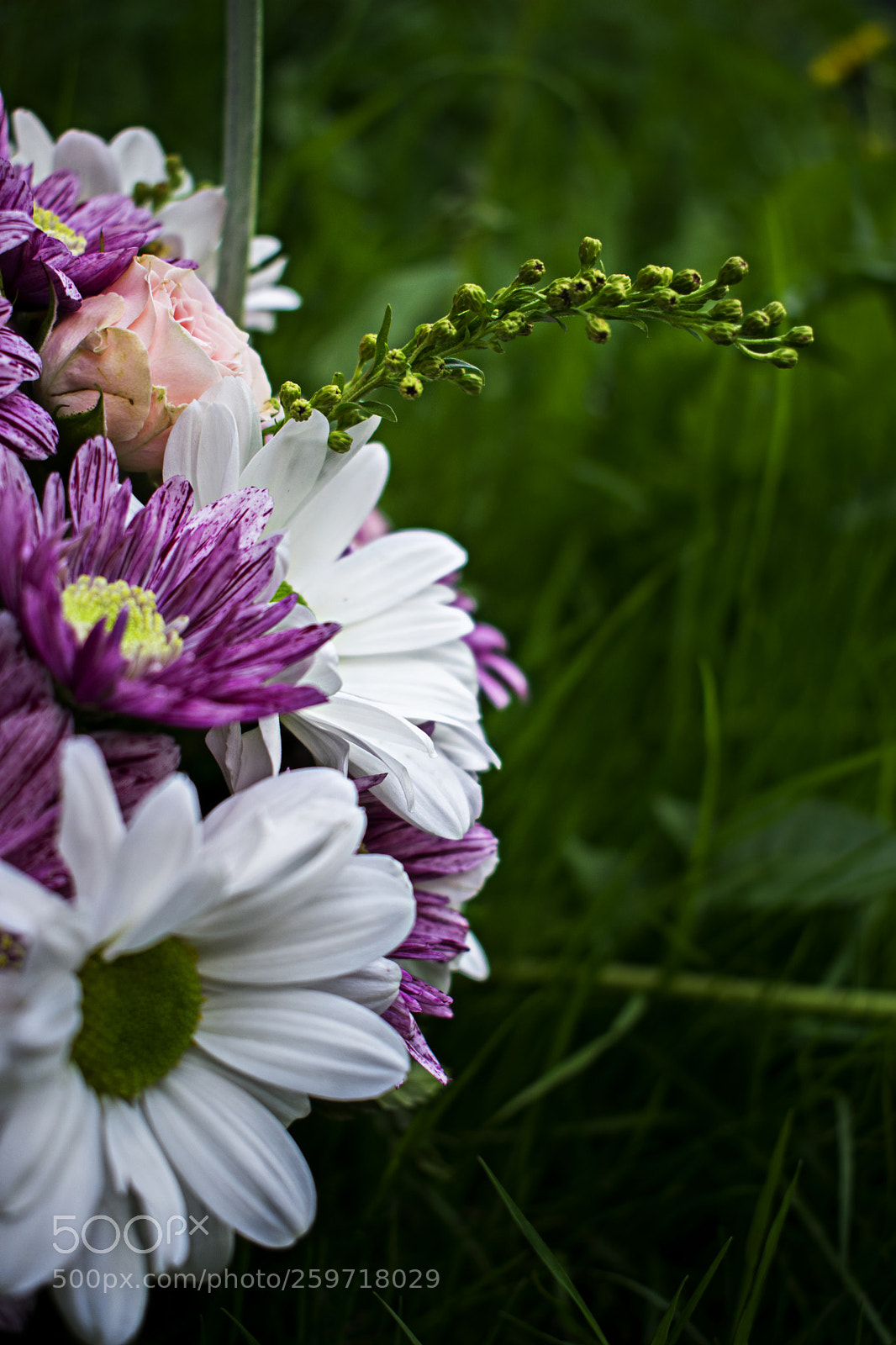 Nikon D3400 sample photo. копия photography