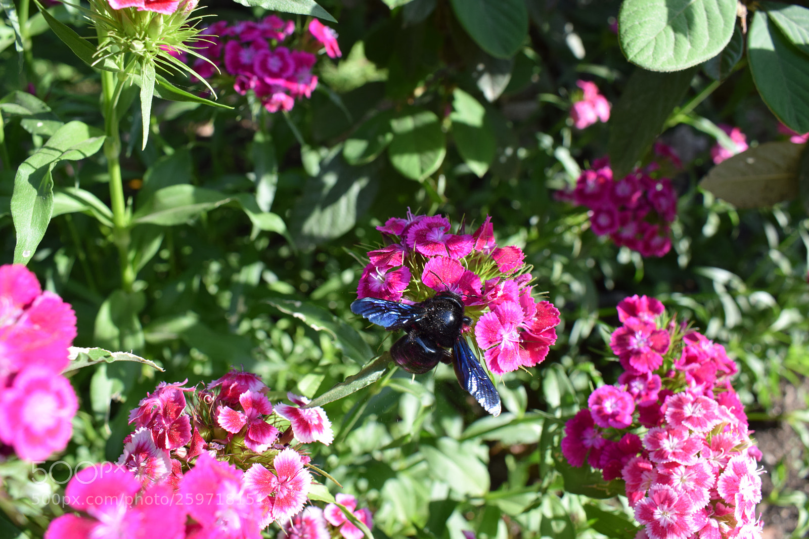 Nikon D5300 sample photo. Dsc photography