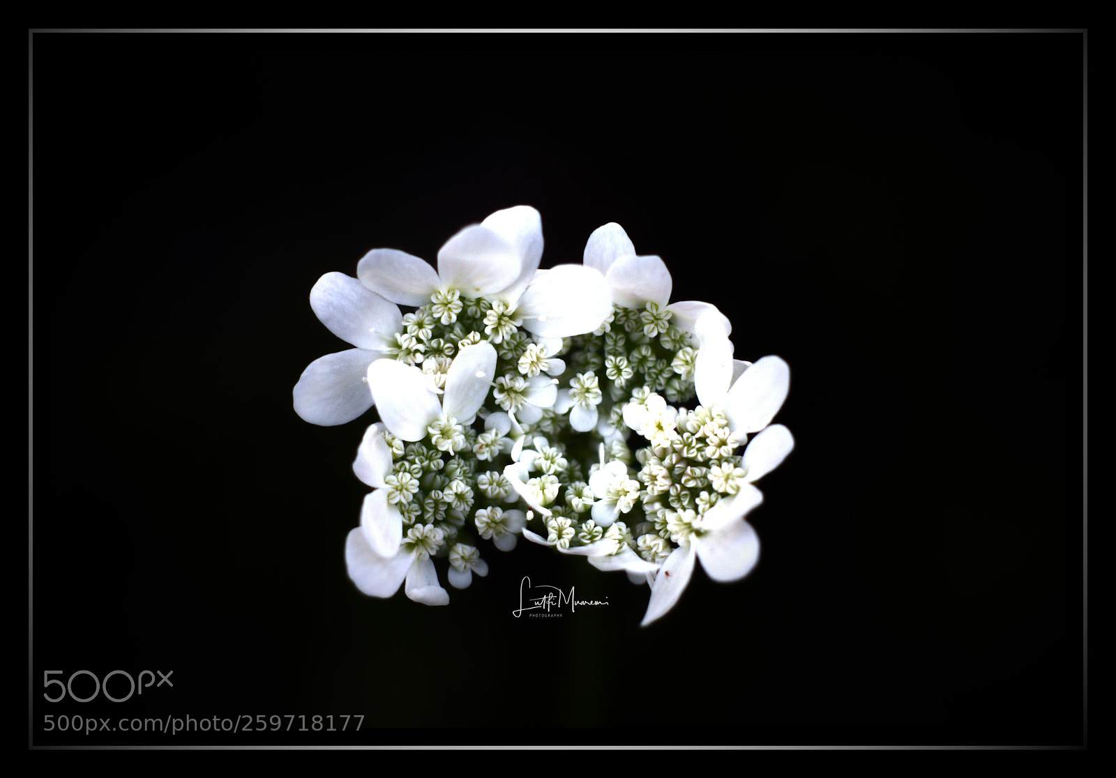 Nikon D7200 sample photo. Nice white photography