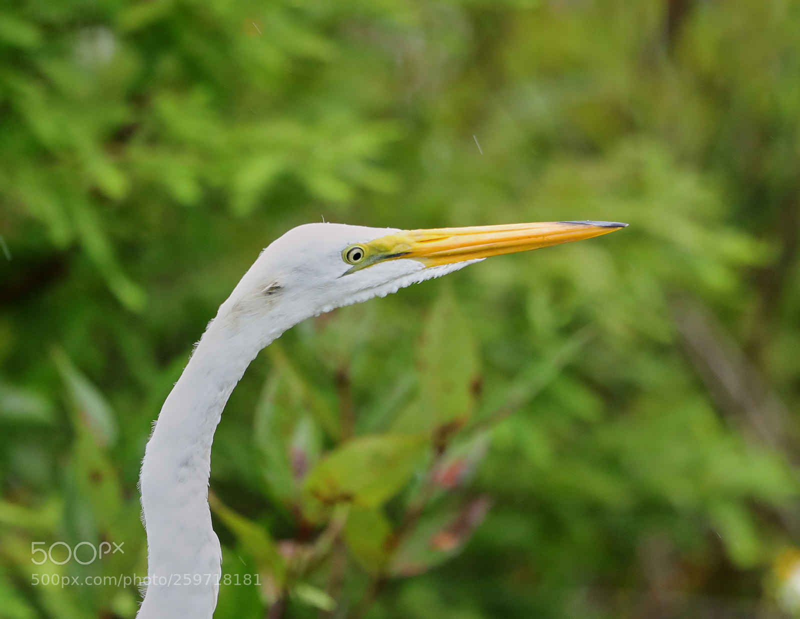 Canon EOS-1D X Mark II sample photo. 05-27-18-0020043.jpg photography