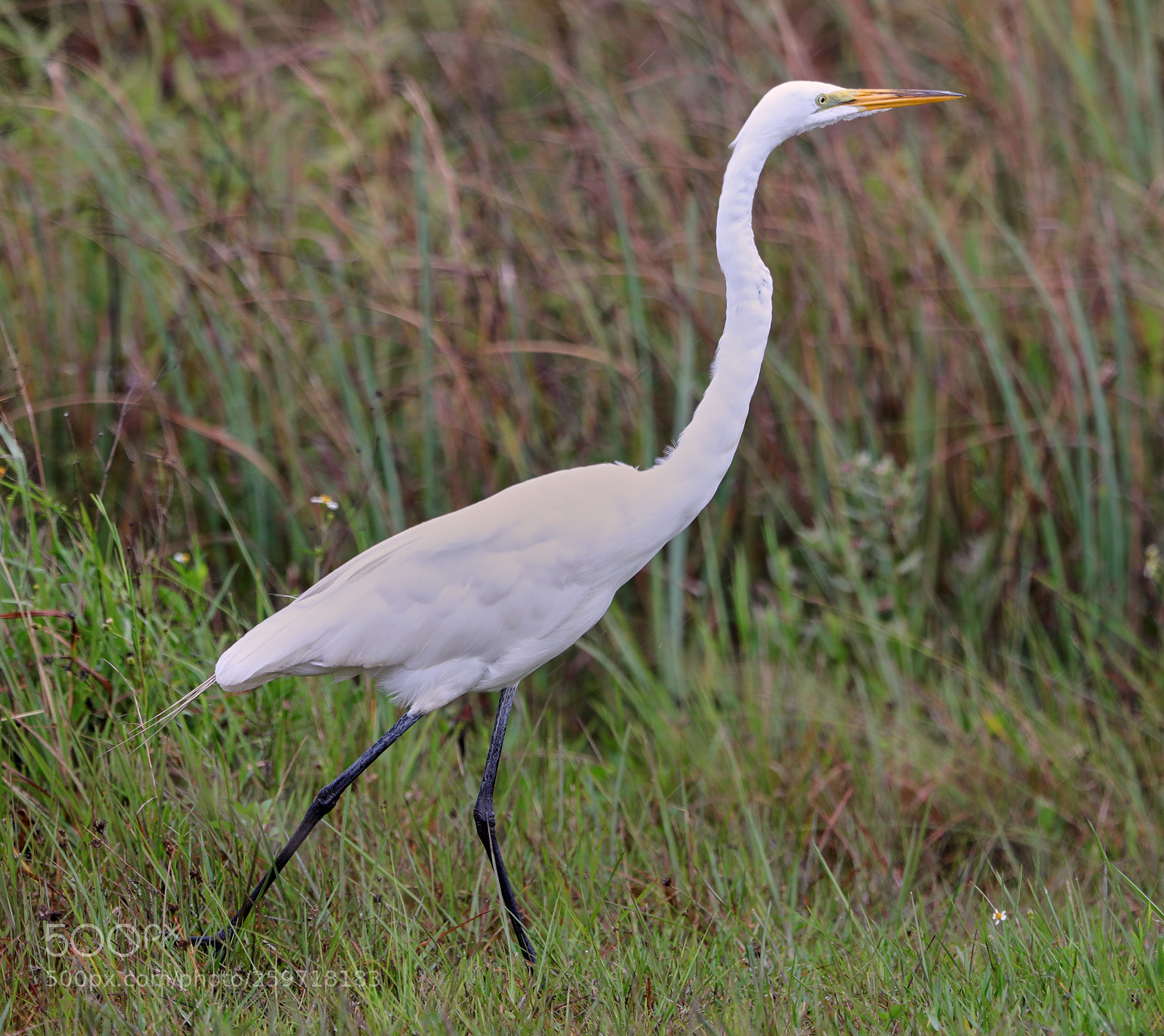 Canon EOS-1D X Mark II sample photo. 05-27-18-0019968.jpg photography