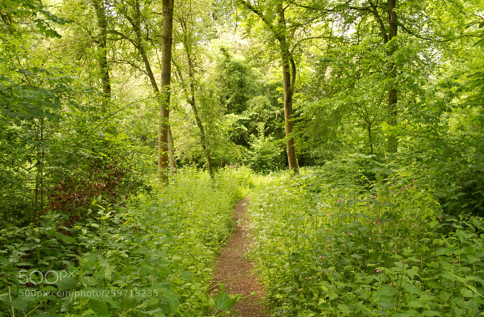 Canon EOS 7D sample photo. Woodland path photography