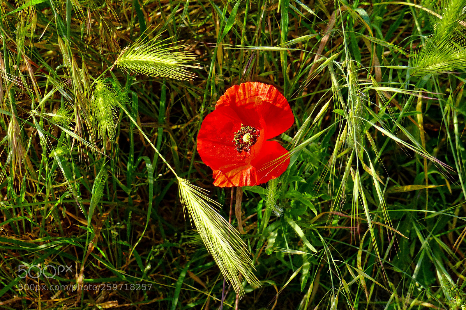 Panasonic Lumix DMC-FZ200 sample photo. Coquelicot photography
