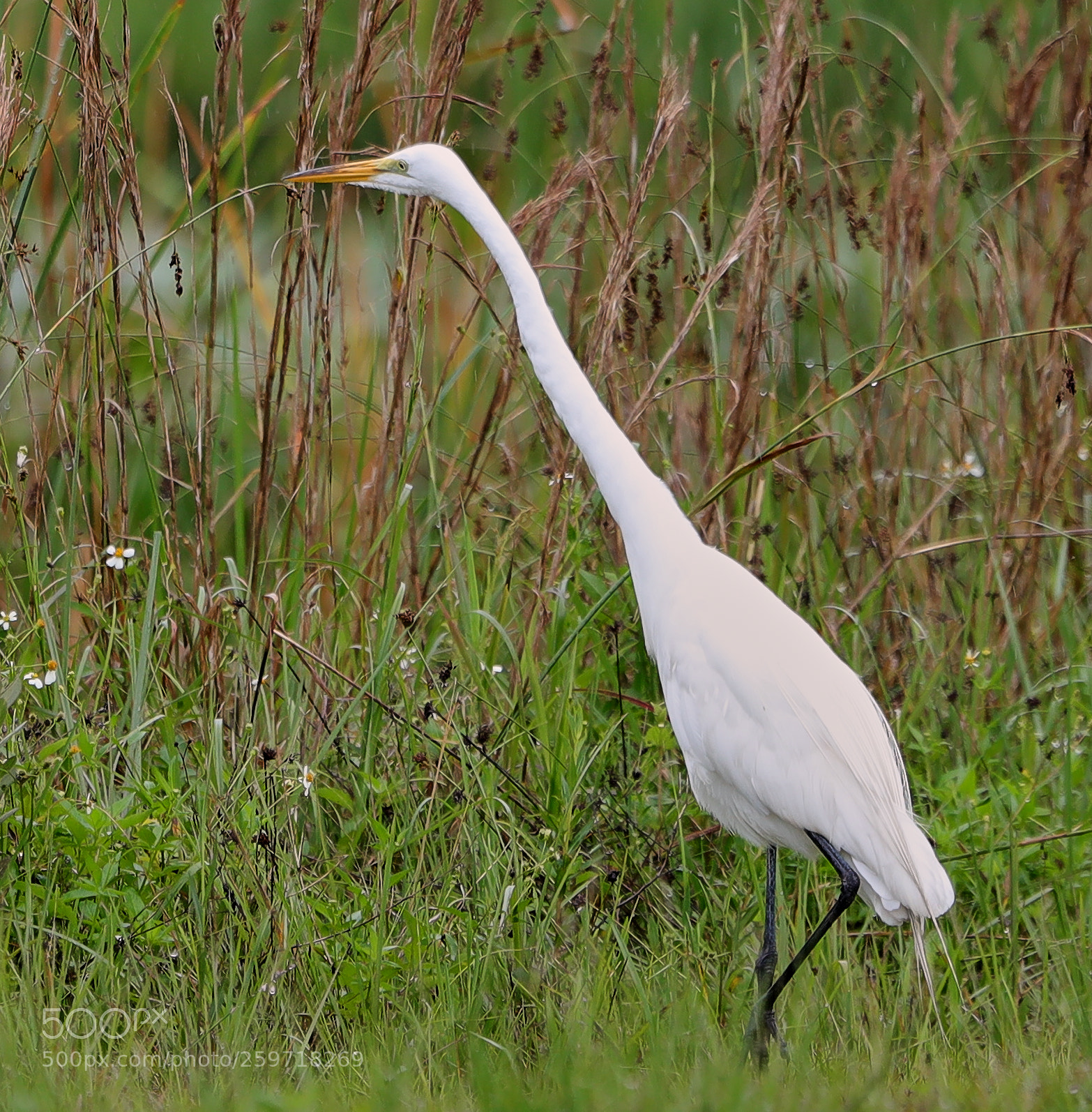 Canon EOS-1D X Mark II sample photo. 05-27-18-0019955.jpg photography