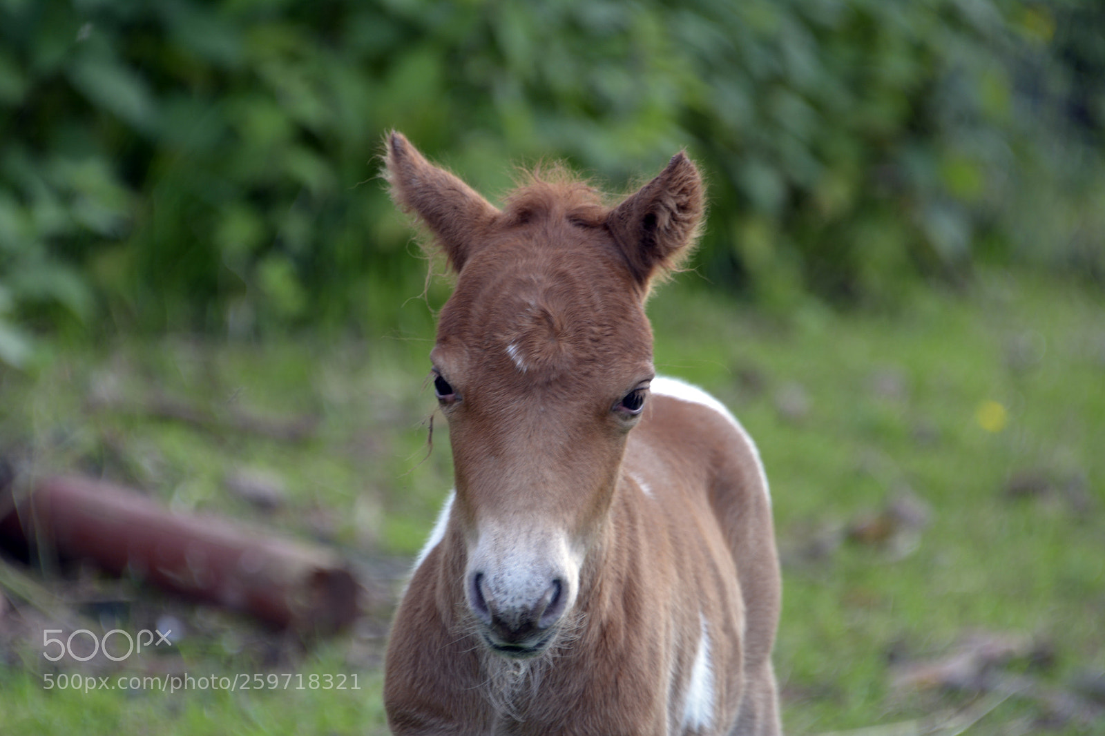 Nikon D7100 sample photo. Miniature foal photography
