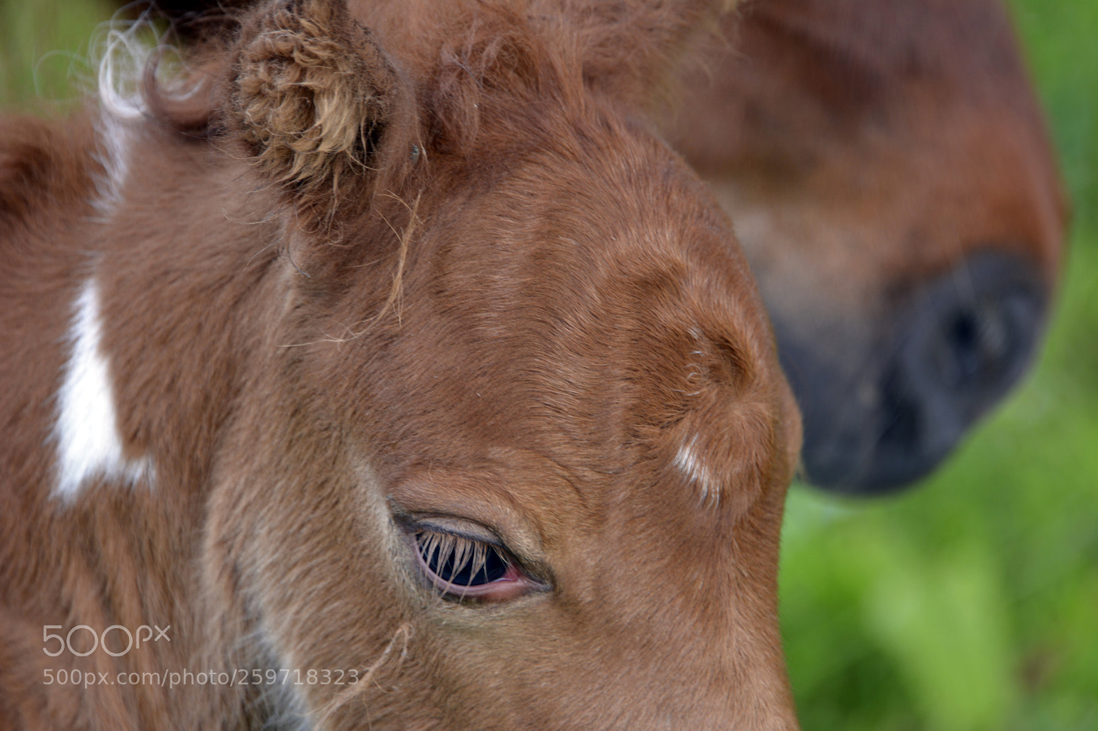 Nikon D7100 sample photo. Miniature foal photography