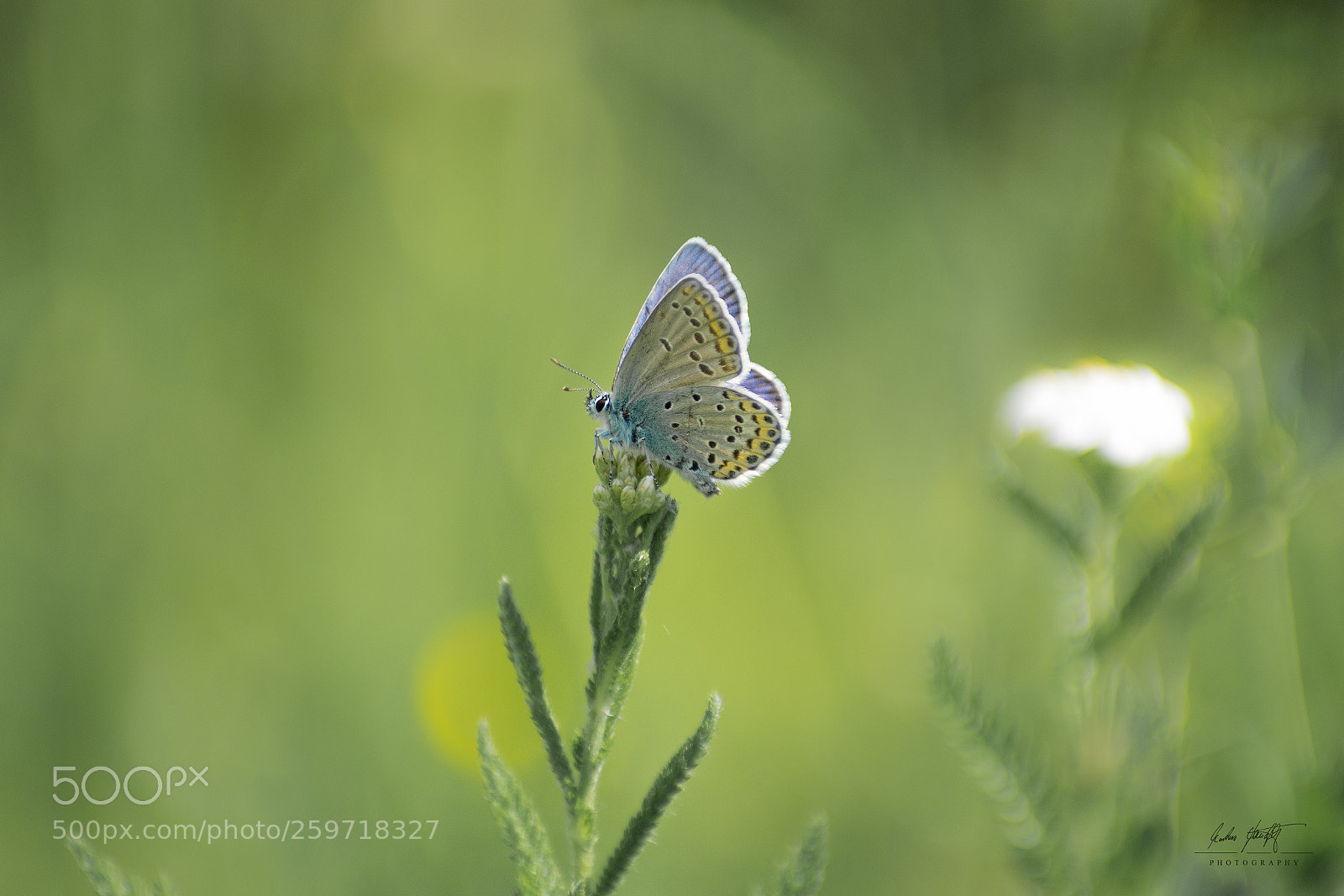 Pentax K-3 II sample photo. Eros blue - bl photography