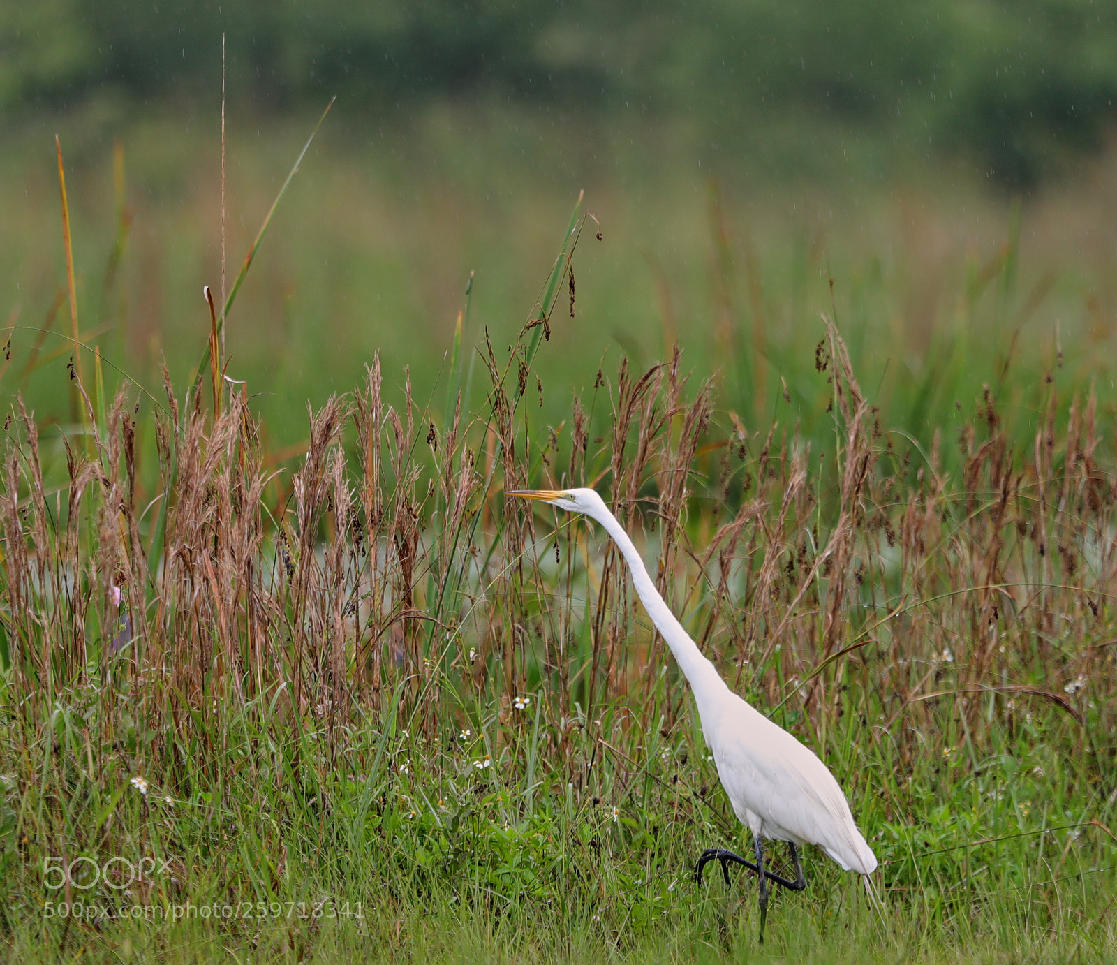 Canon EOS-1D X Mark II sample photo. 05-27-18-0019952.jpg photography