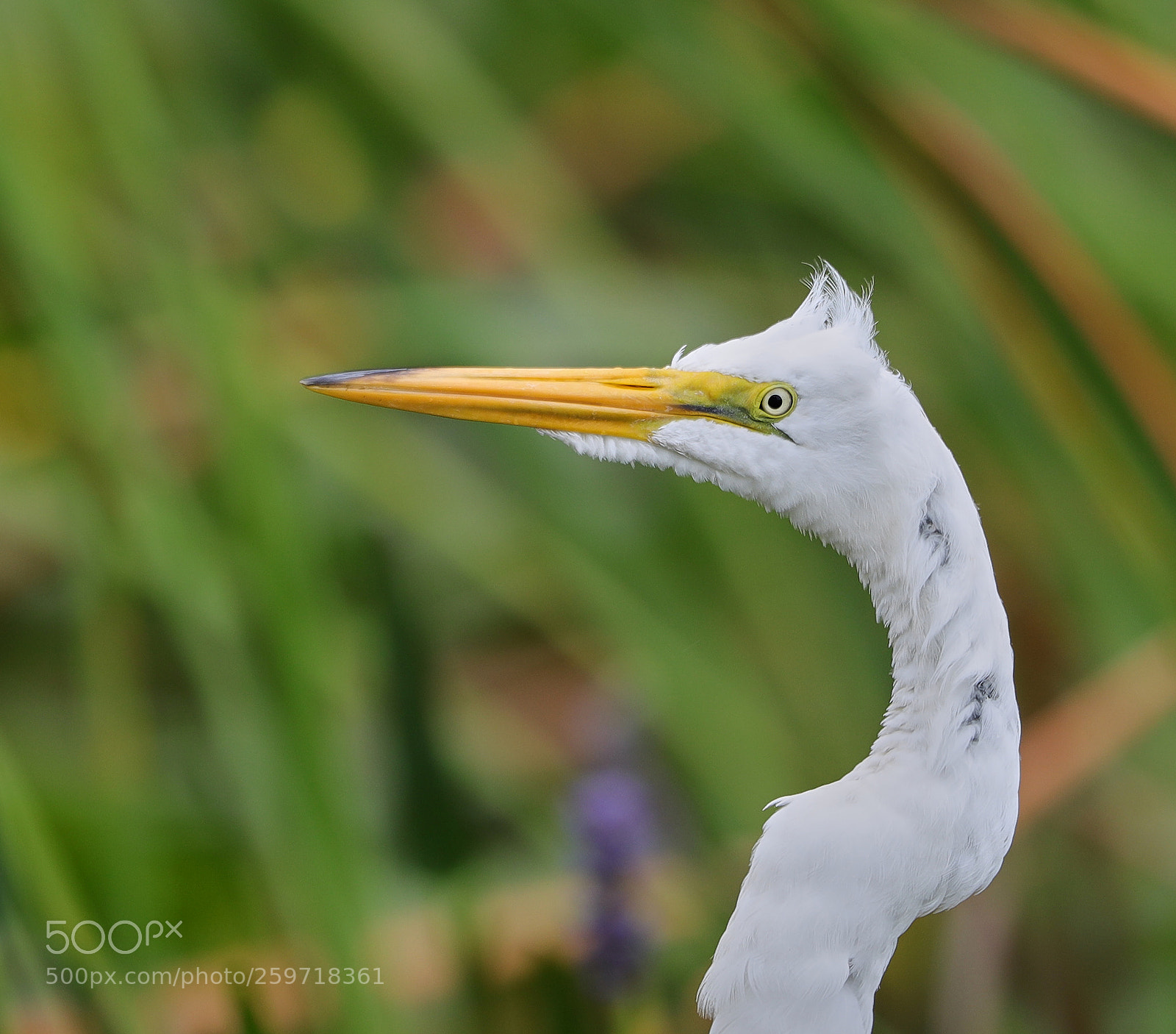 Canon EOS-1D X Mark II sample photo. 05-27-18-0019942.jpg photography