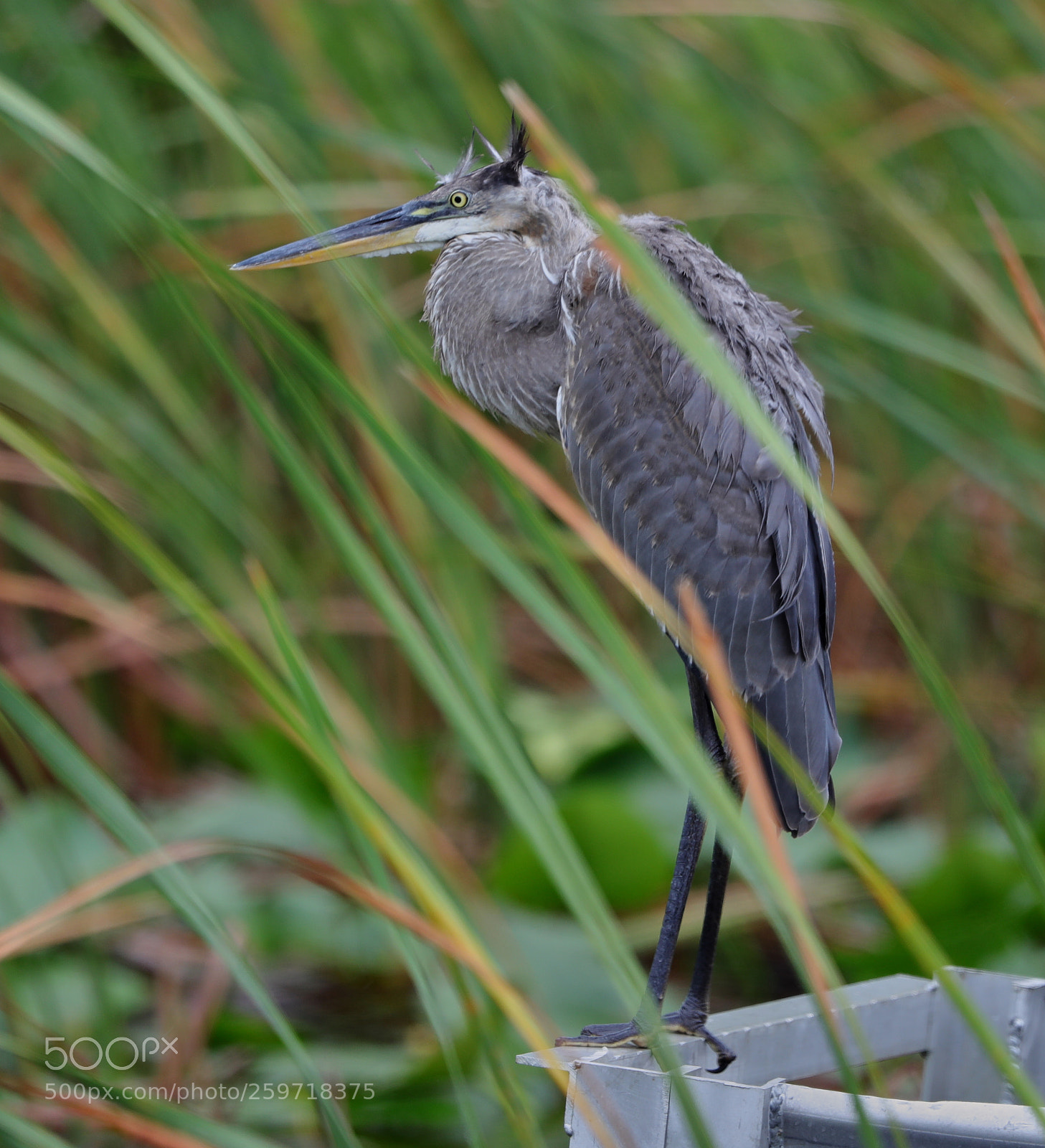 Canon EOS-1D X Mark II sample photo. 05-27-18-0019940.jpg photography