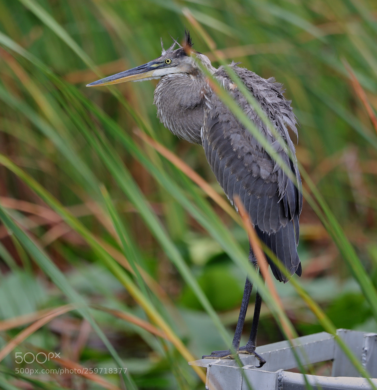Canon EOS-1D X Mark II sample photo. 05-27-18-0019939.jpg photography
