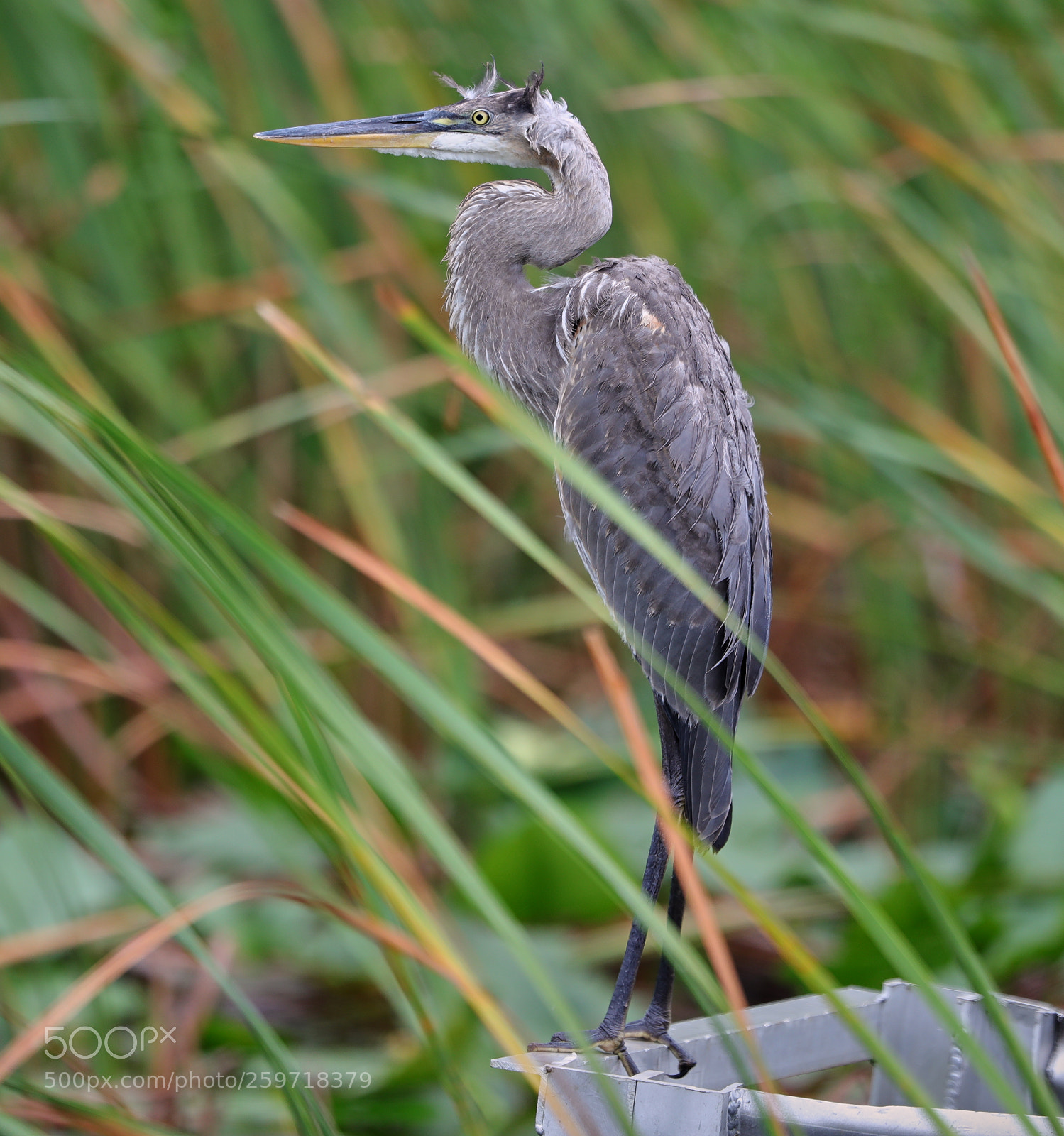 Canon EOS-1D X Mark II sample photo. 05-27-18-0019941.jpg photography