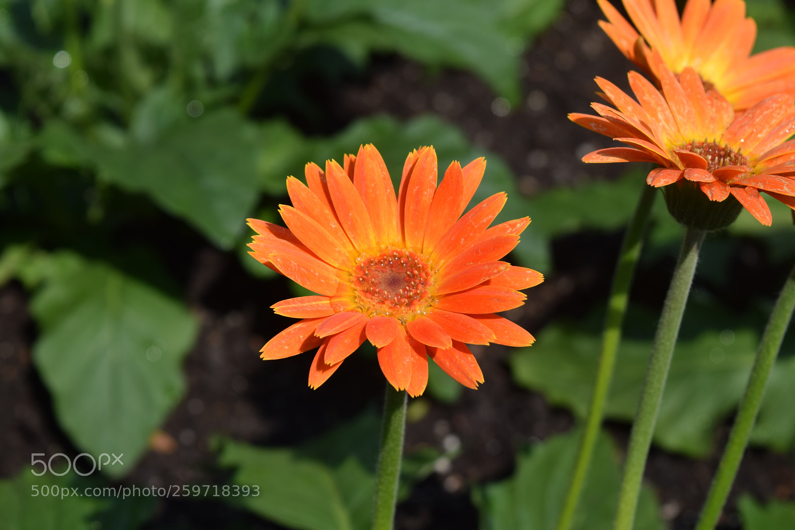 Nikon D3300 sample photo. Orange flower photography