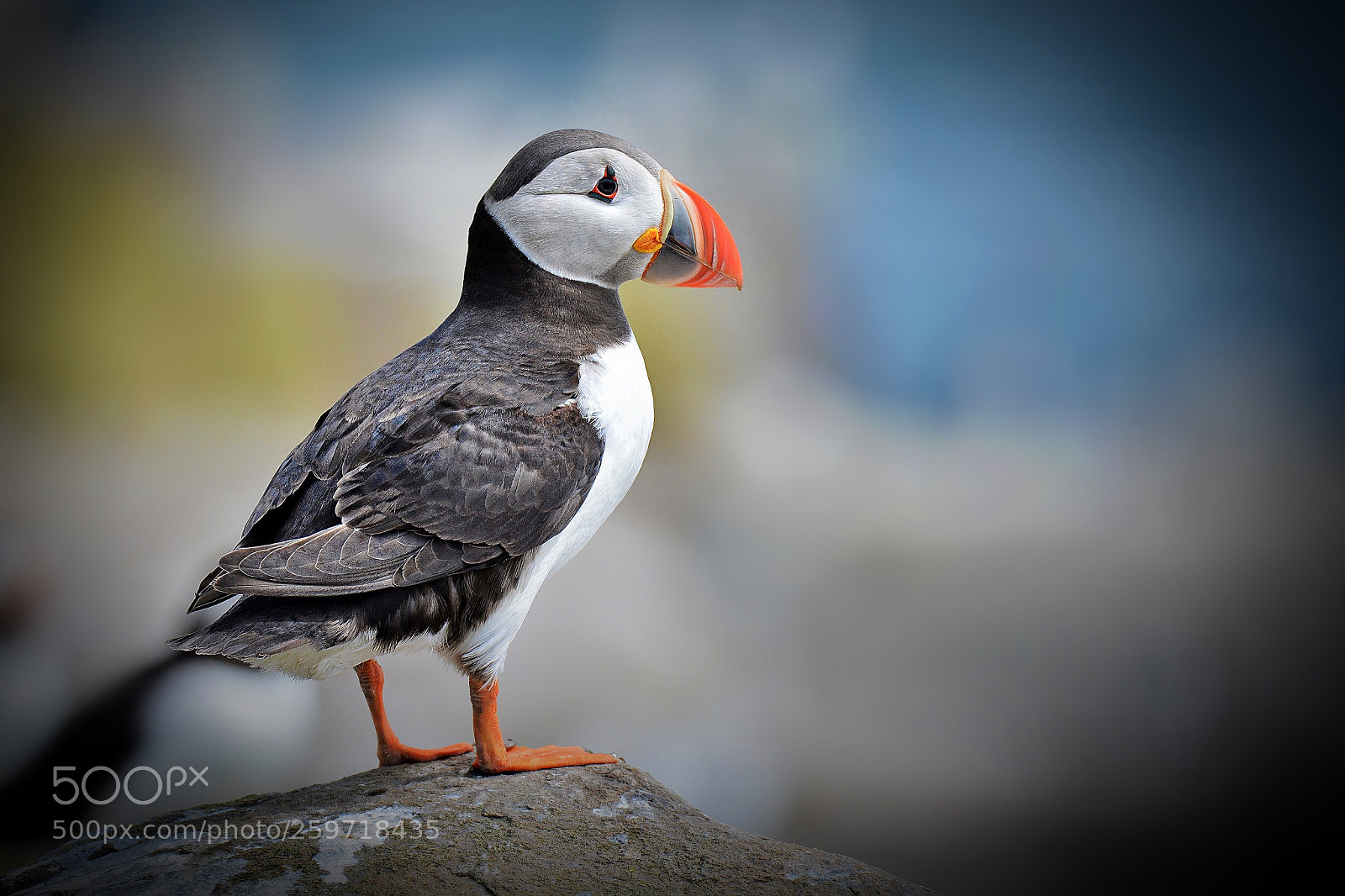 Nikon D5200 sample photo. The lonesome puffin  photography