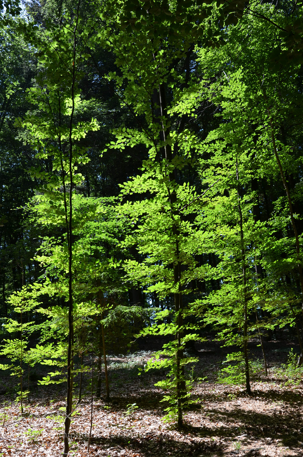 Nikon D5100 sample photo. Forest photography