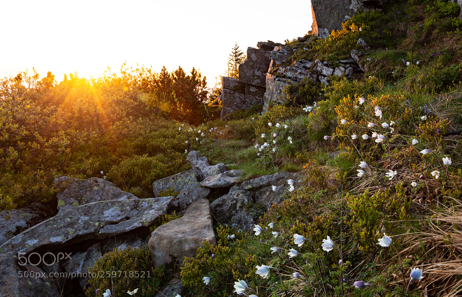Nikon D7100 sample photo. Spring on devil's peak photography