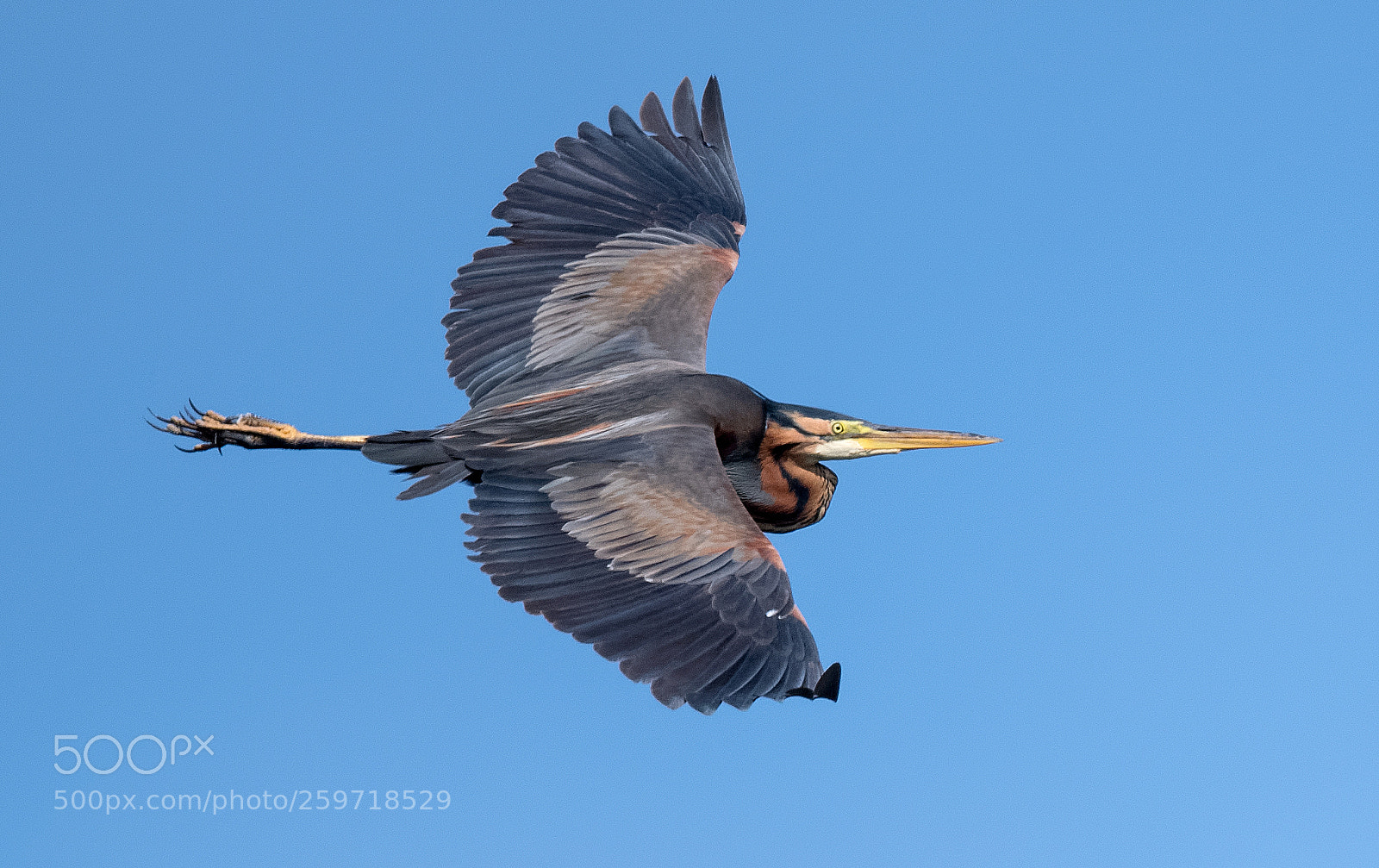 Nikon D500 sample photo. Ardea purpurea photography