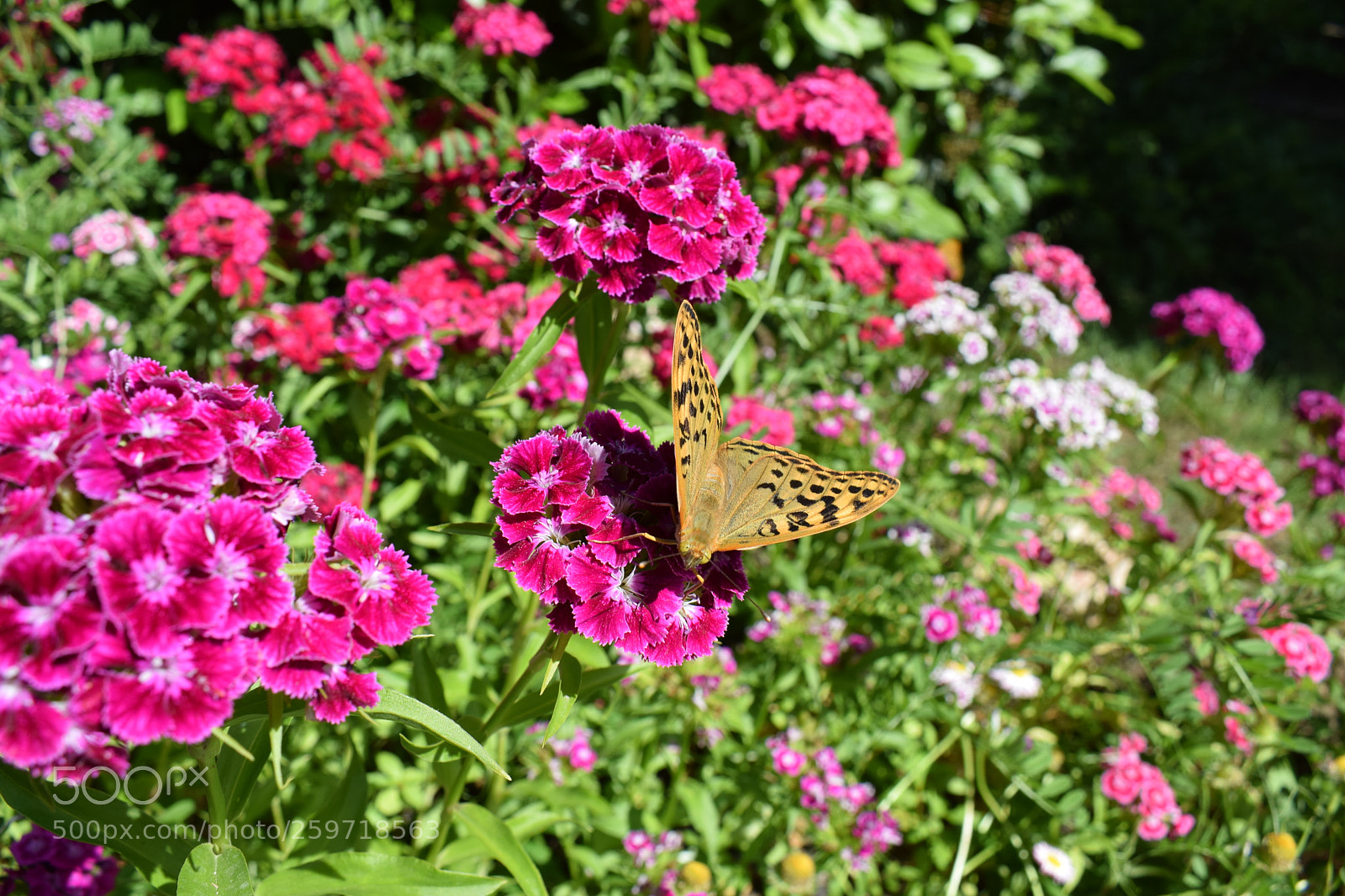 Nikon D5300 sample photo. Dsc photography