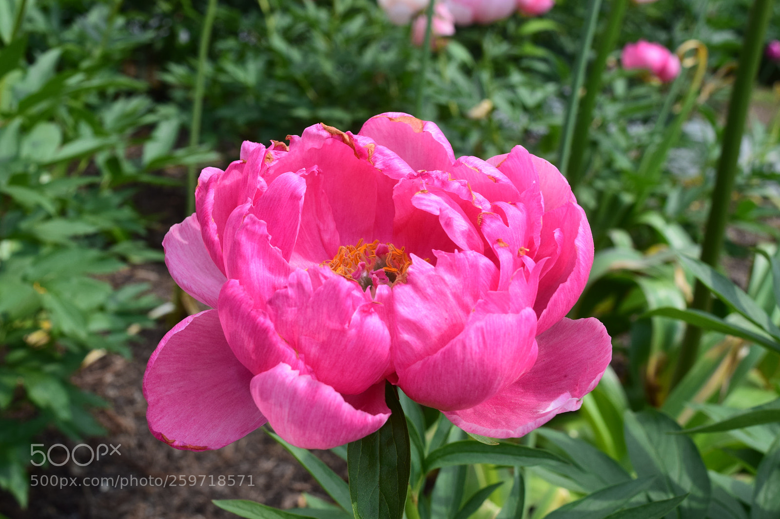 Nikon D3300 sample photo. Closeup pink flower photography