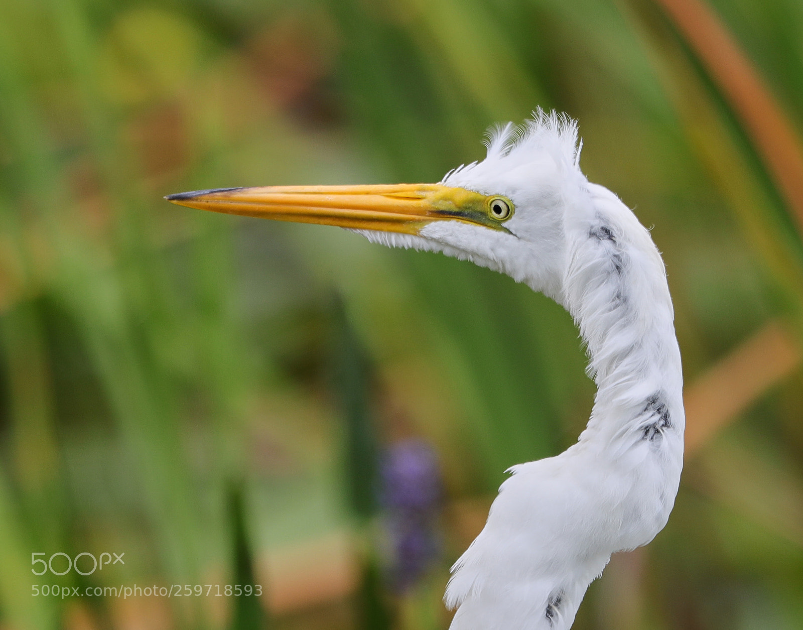 Canon EOS-1D X Mark II sample photo. 05-27-18-0019937.jpg photography