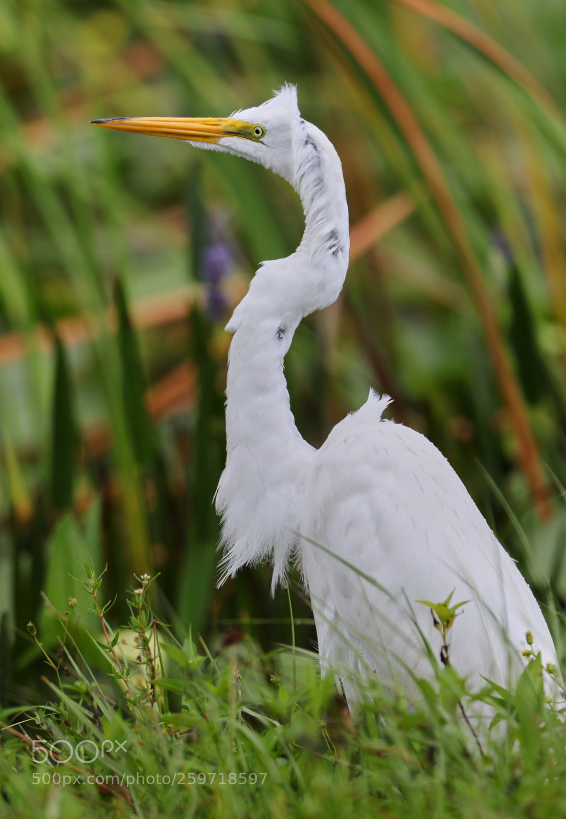 Canon EOS-1D X Mark II sample photo. 05-27-18-0019934.jpg photography