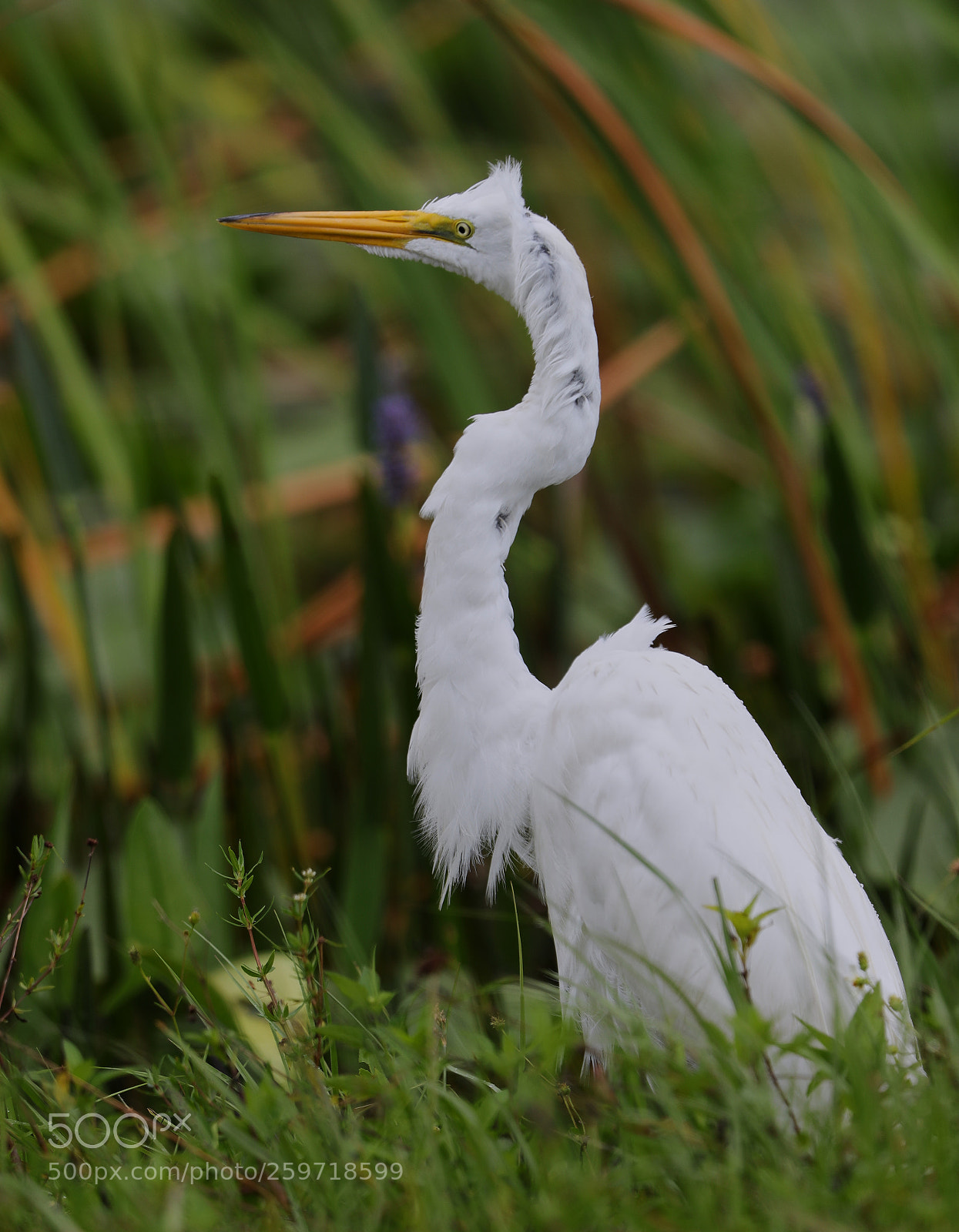 Canon EOS-1D X Mark II sample photo. 05-27-18-0019935.jpg photography