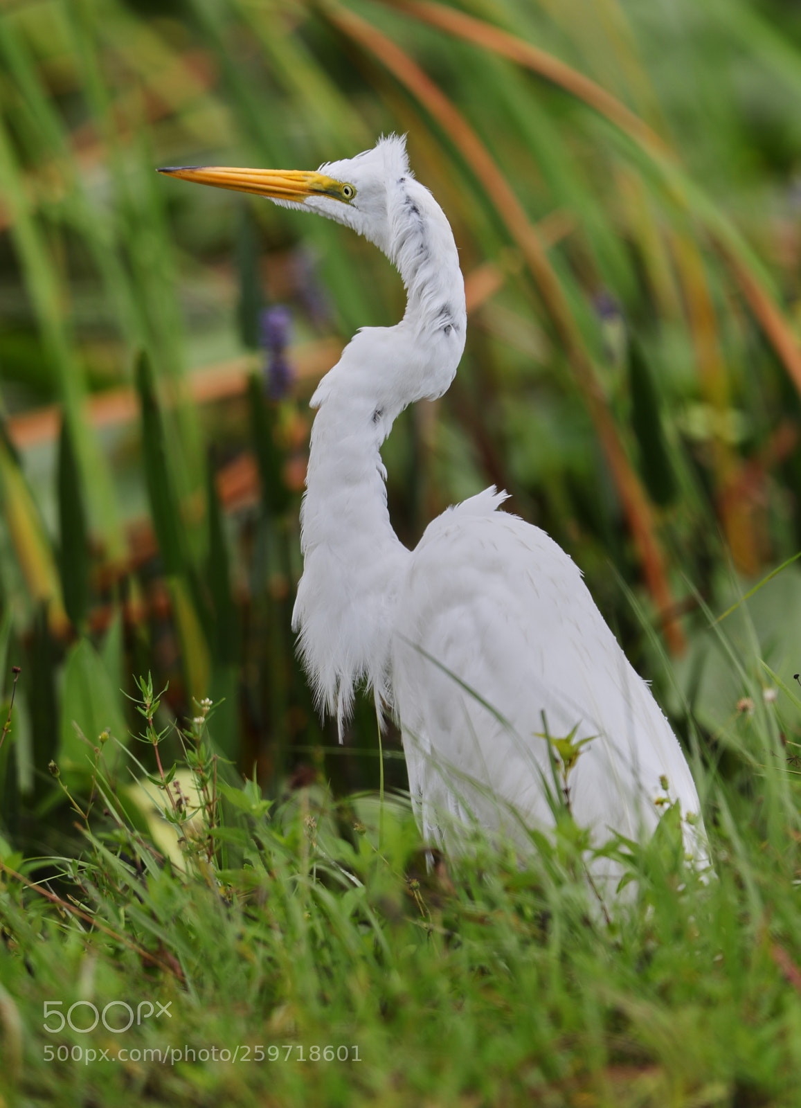 Canon EOS-1D X Mark II sample photo. 05-27-18-0019933.jpg photography