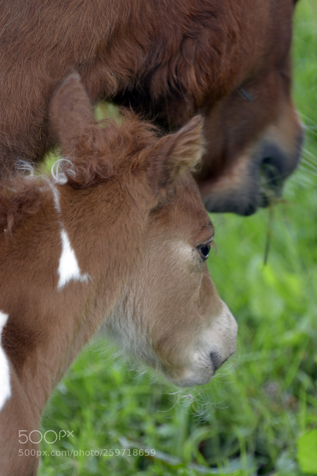 Nikon D7100 sample photo. Miniature foal photography