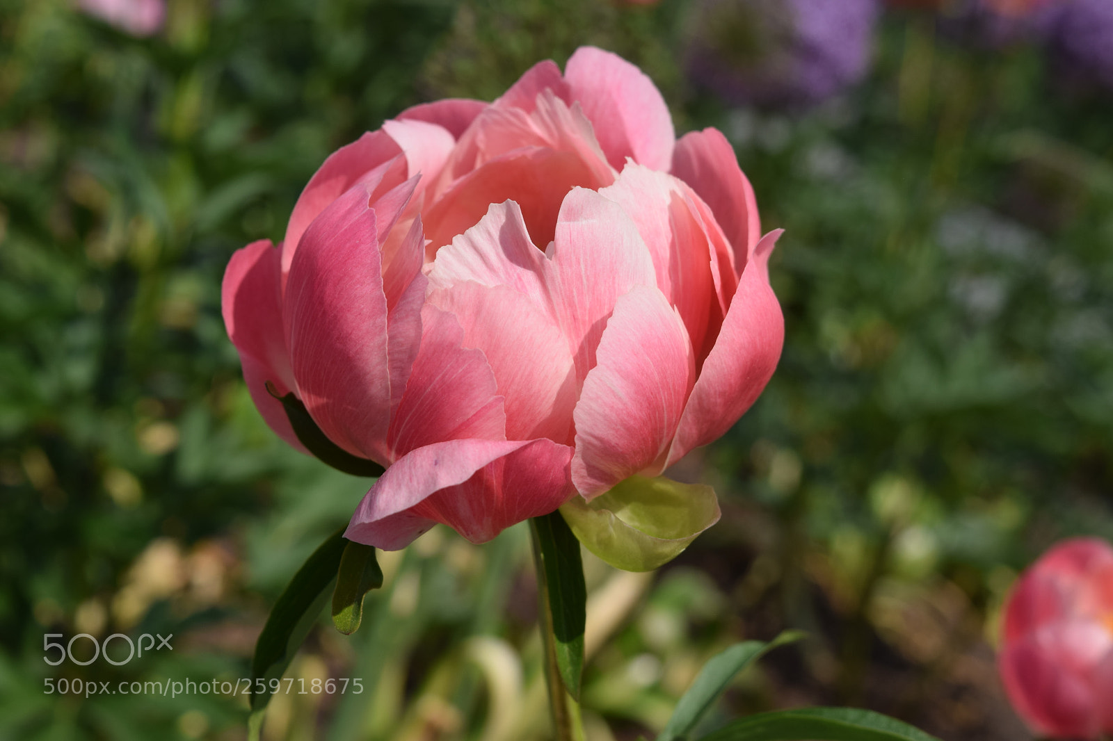 Nikon D3300 sample photo. Pink flower at longwood photography